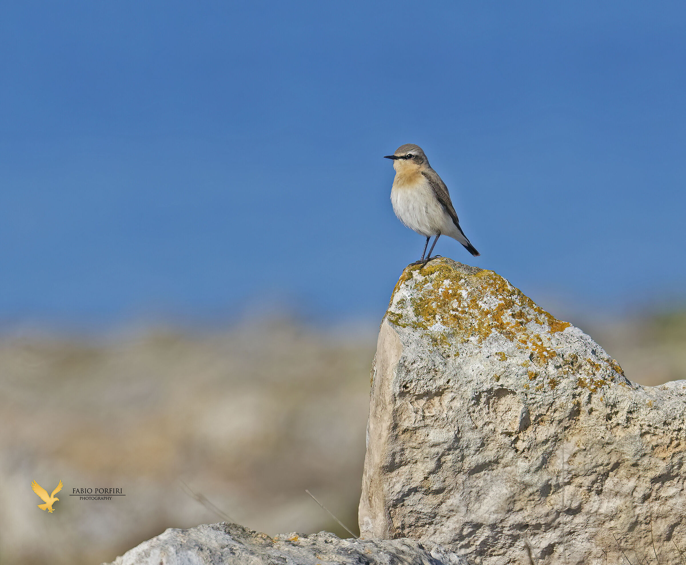 sopra i licheni culbianco