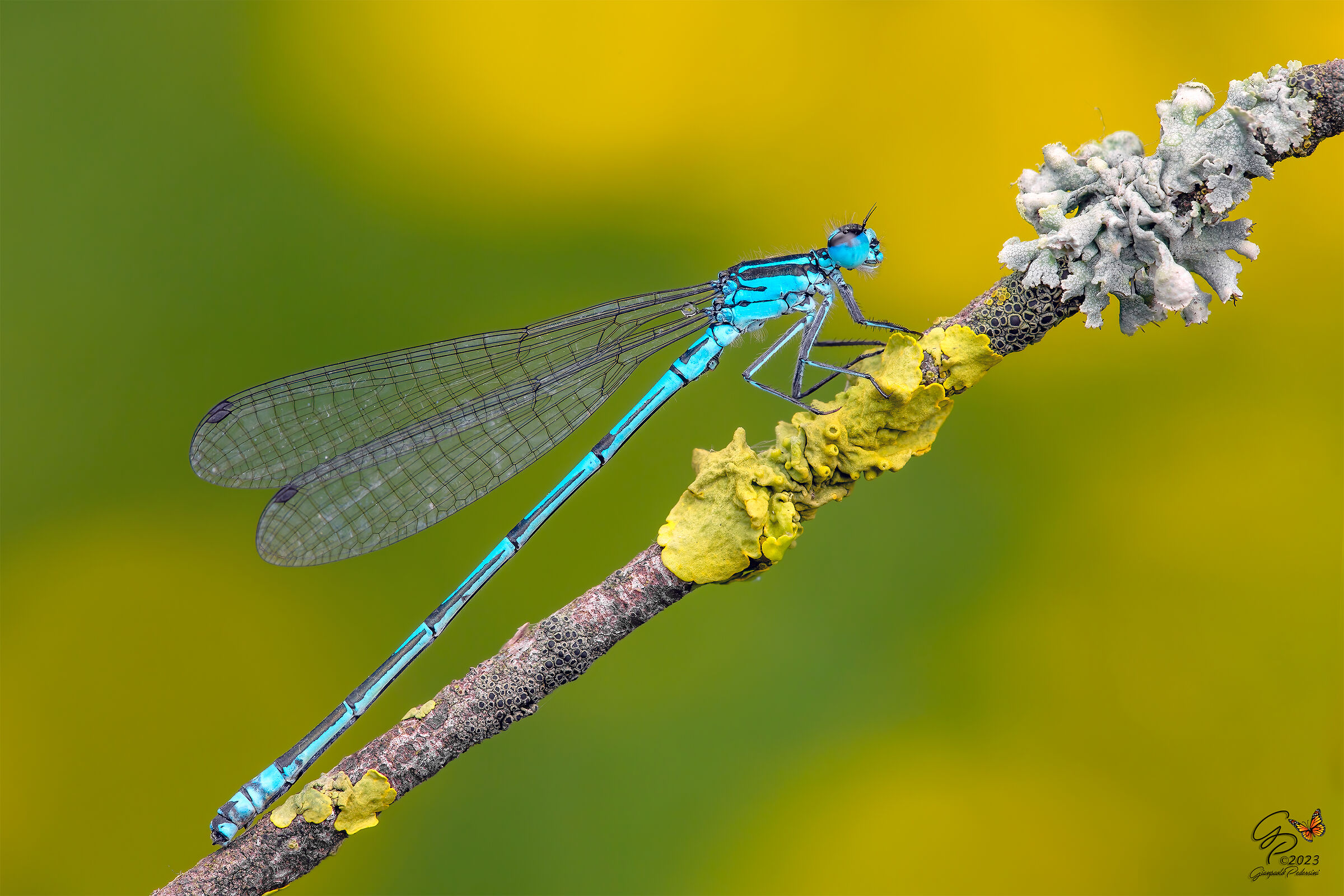 Coenagrion puella - maschio