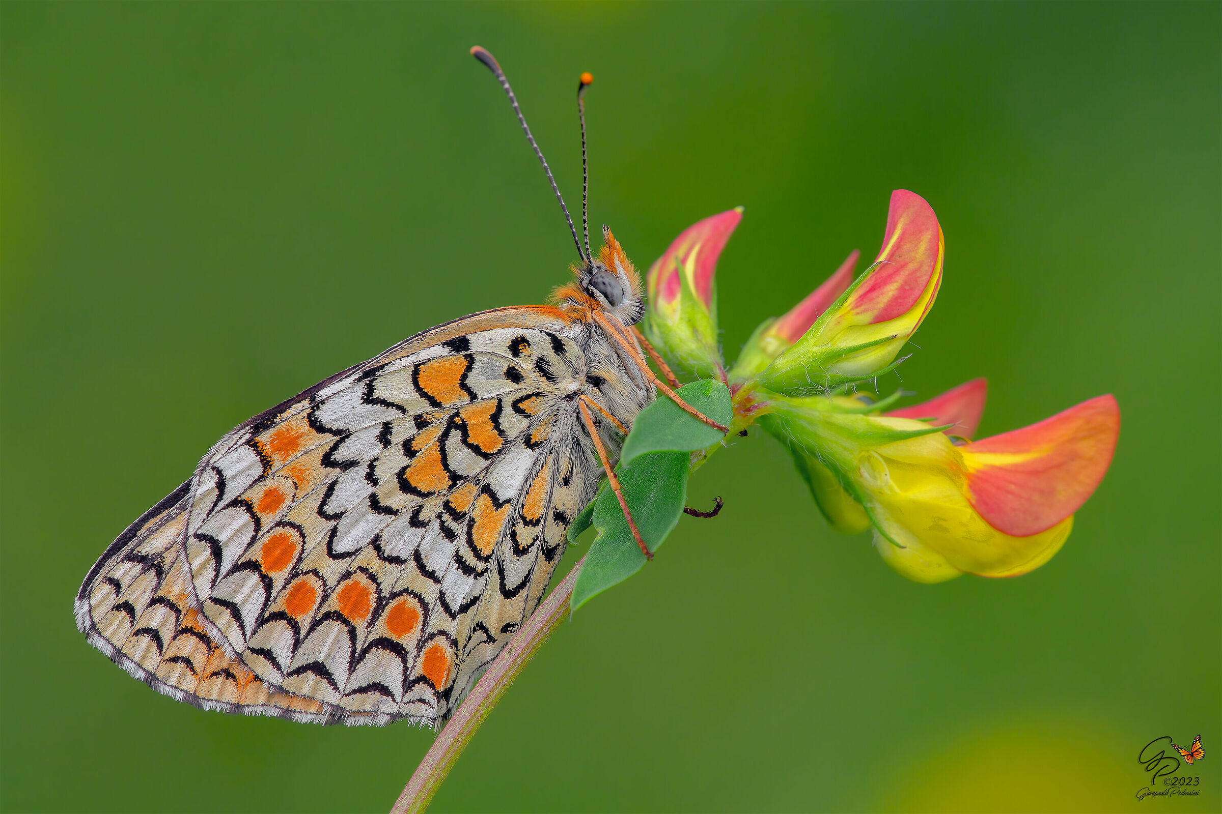 Melitaea phoebe