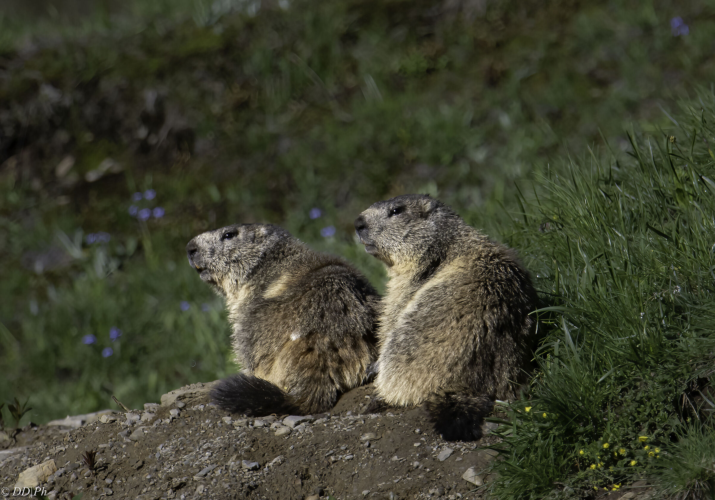 Marmotte