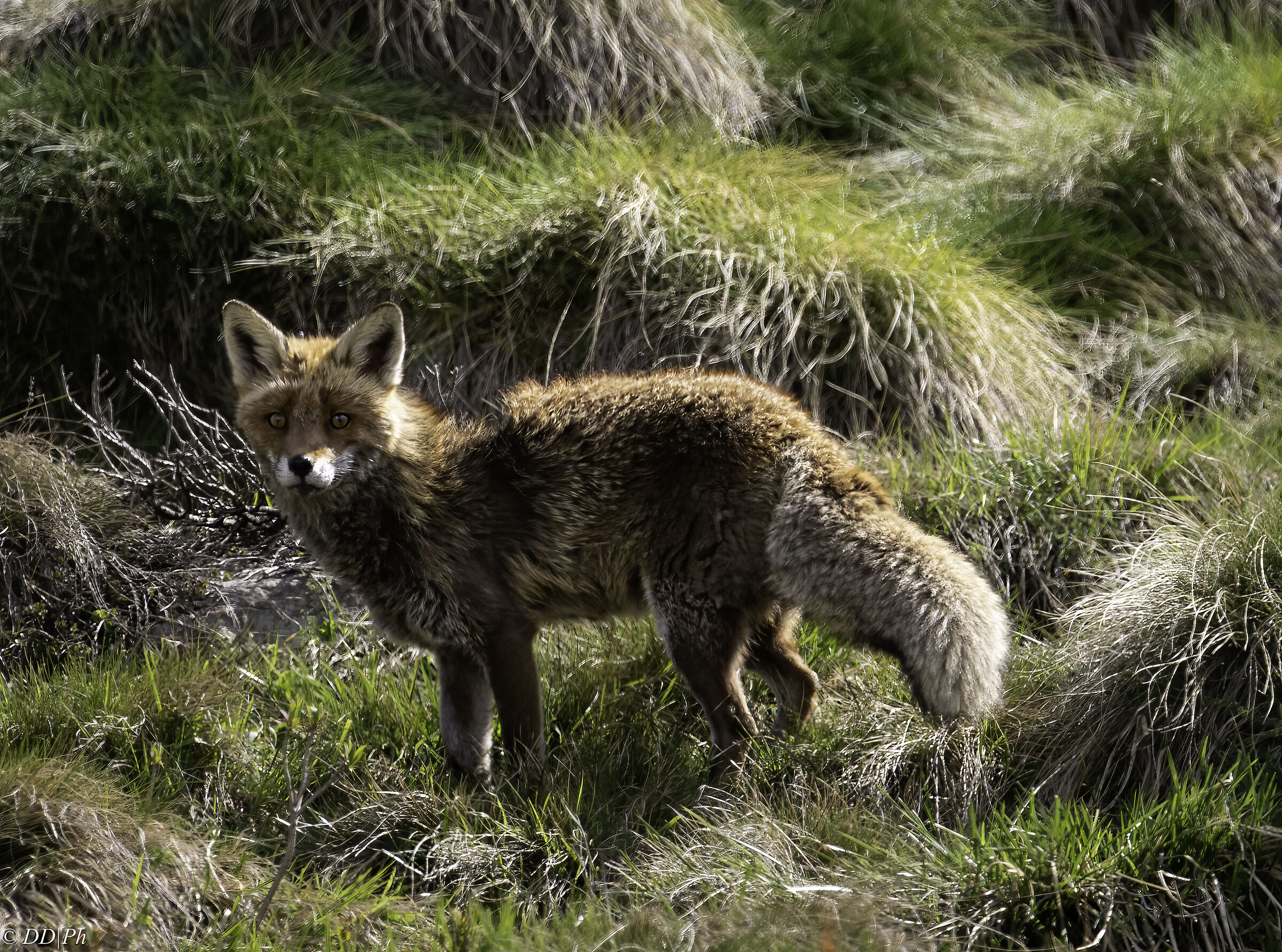 Fox