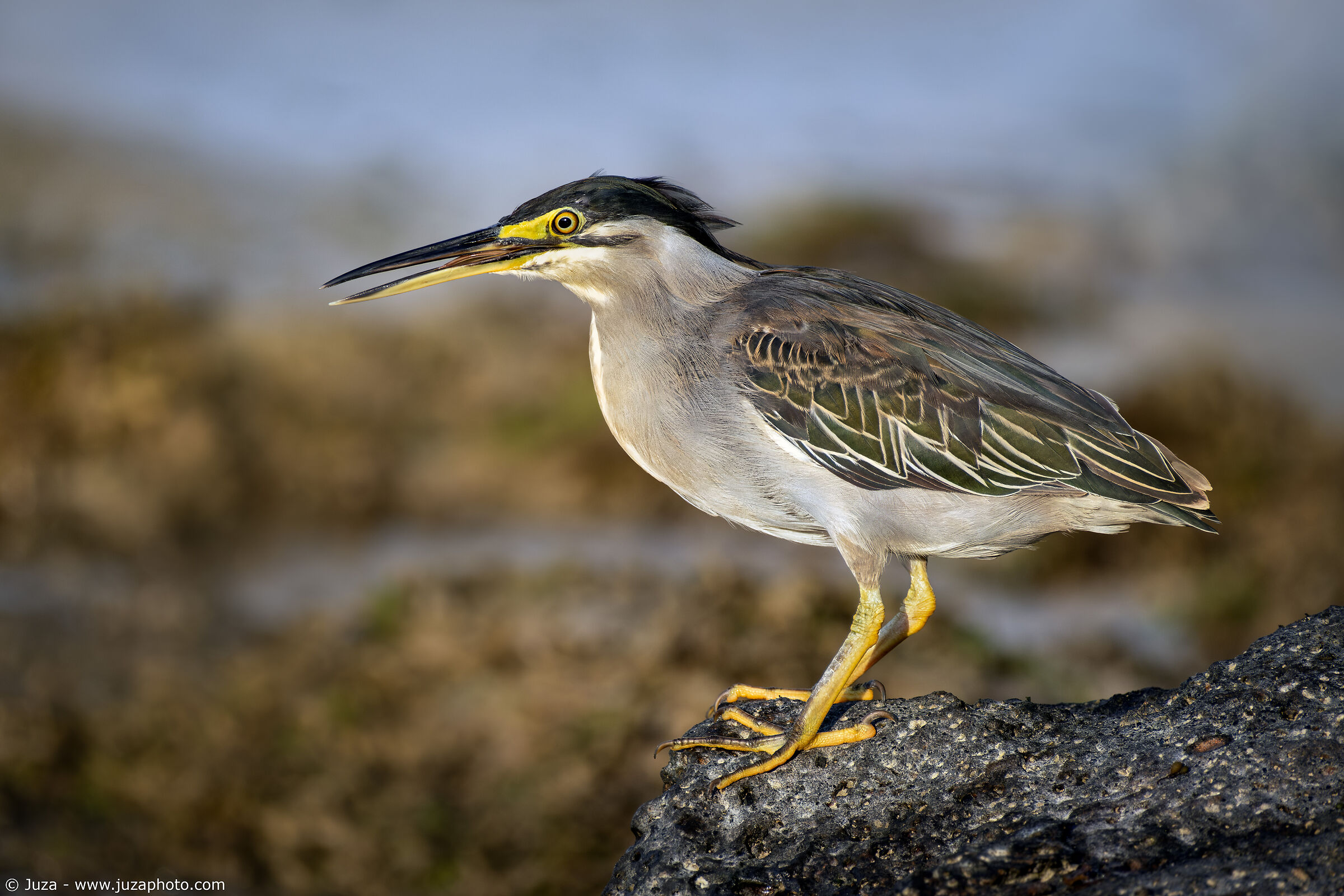Striped Butorides (Striped Heron)