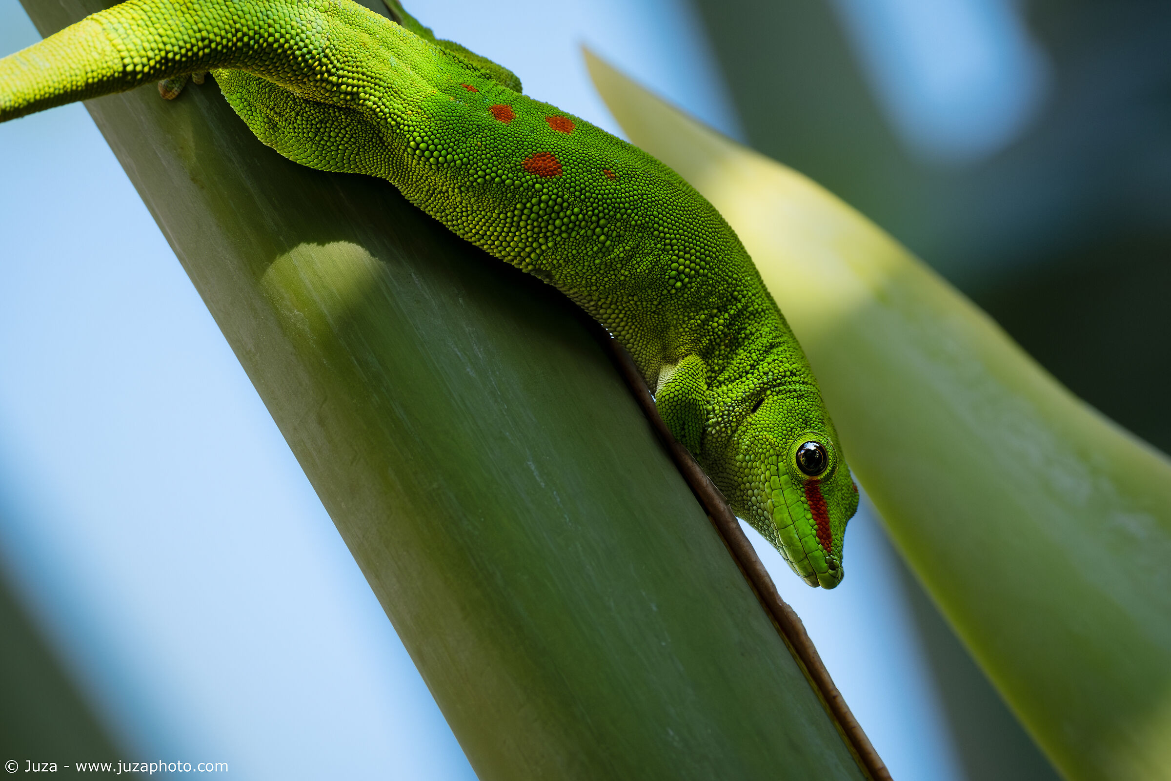 Phelsuma grandis