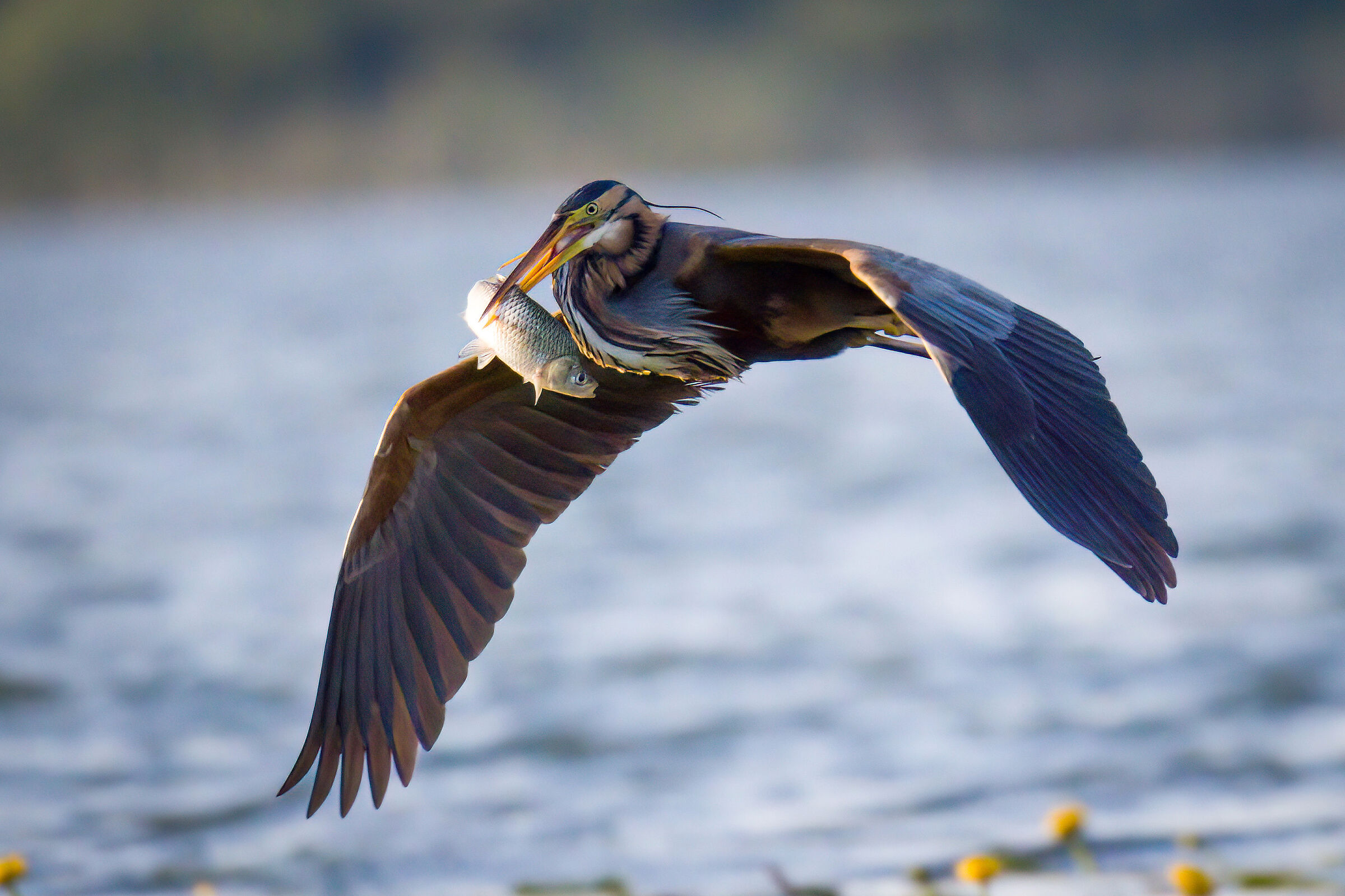 Purple heron with prey
