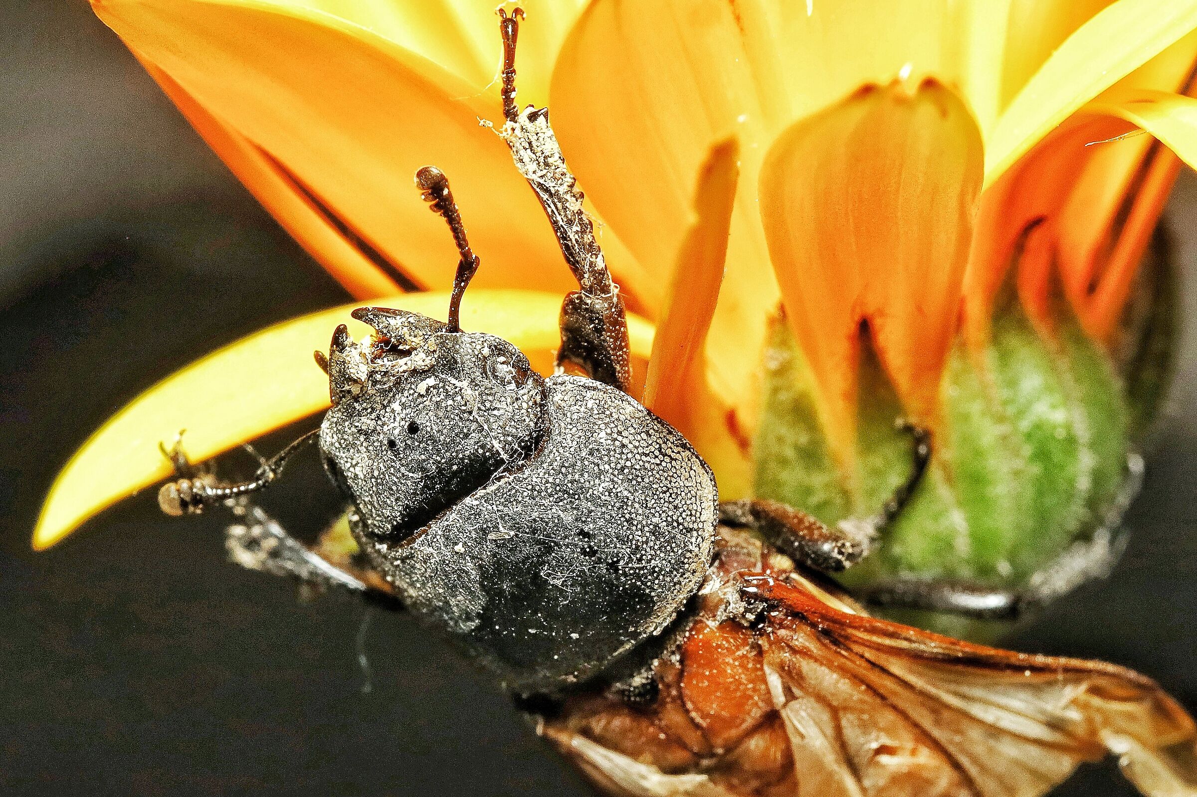 young Lucanus cervus female?