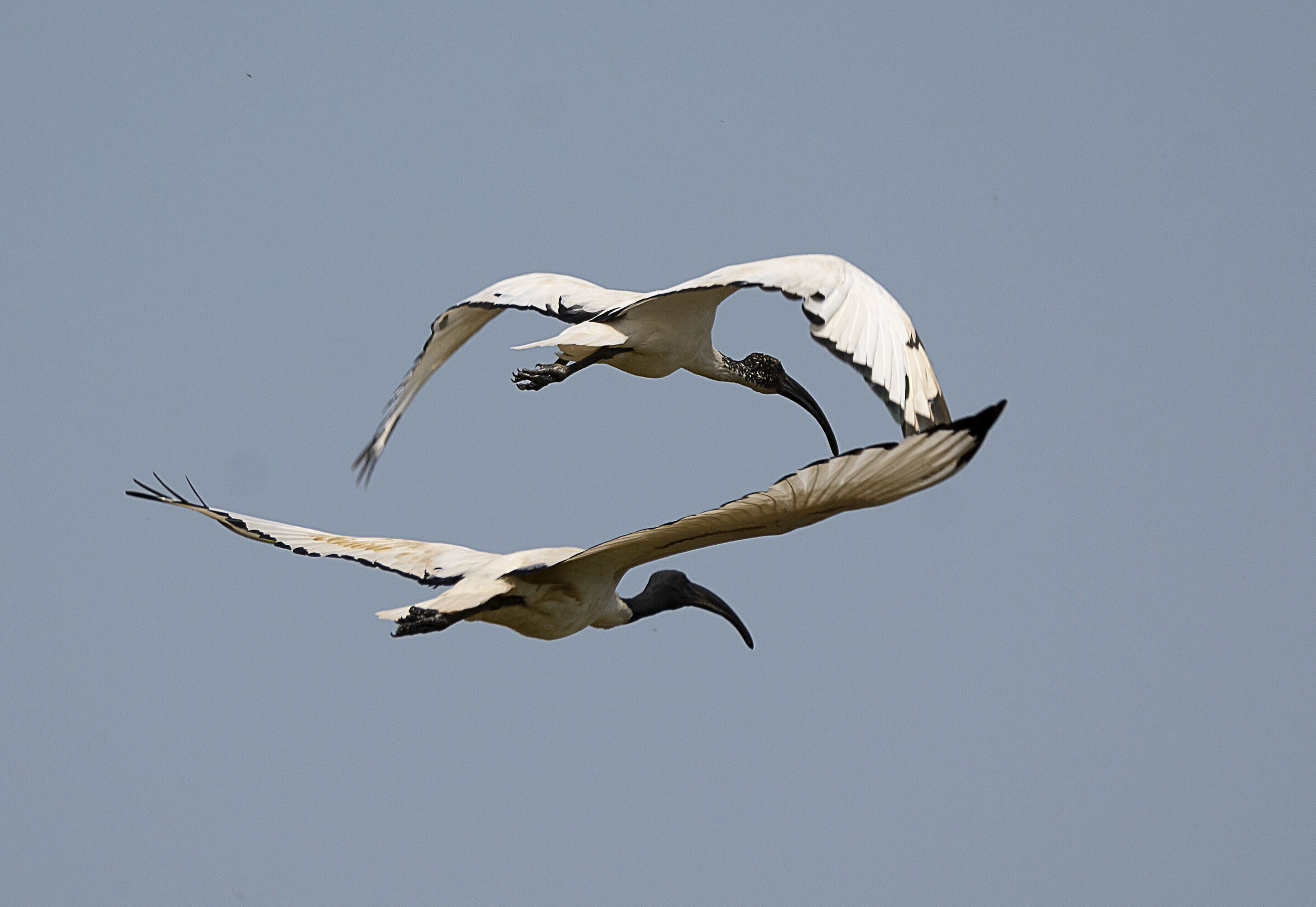 Rifornimento in volo