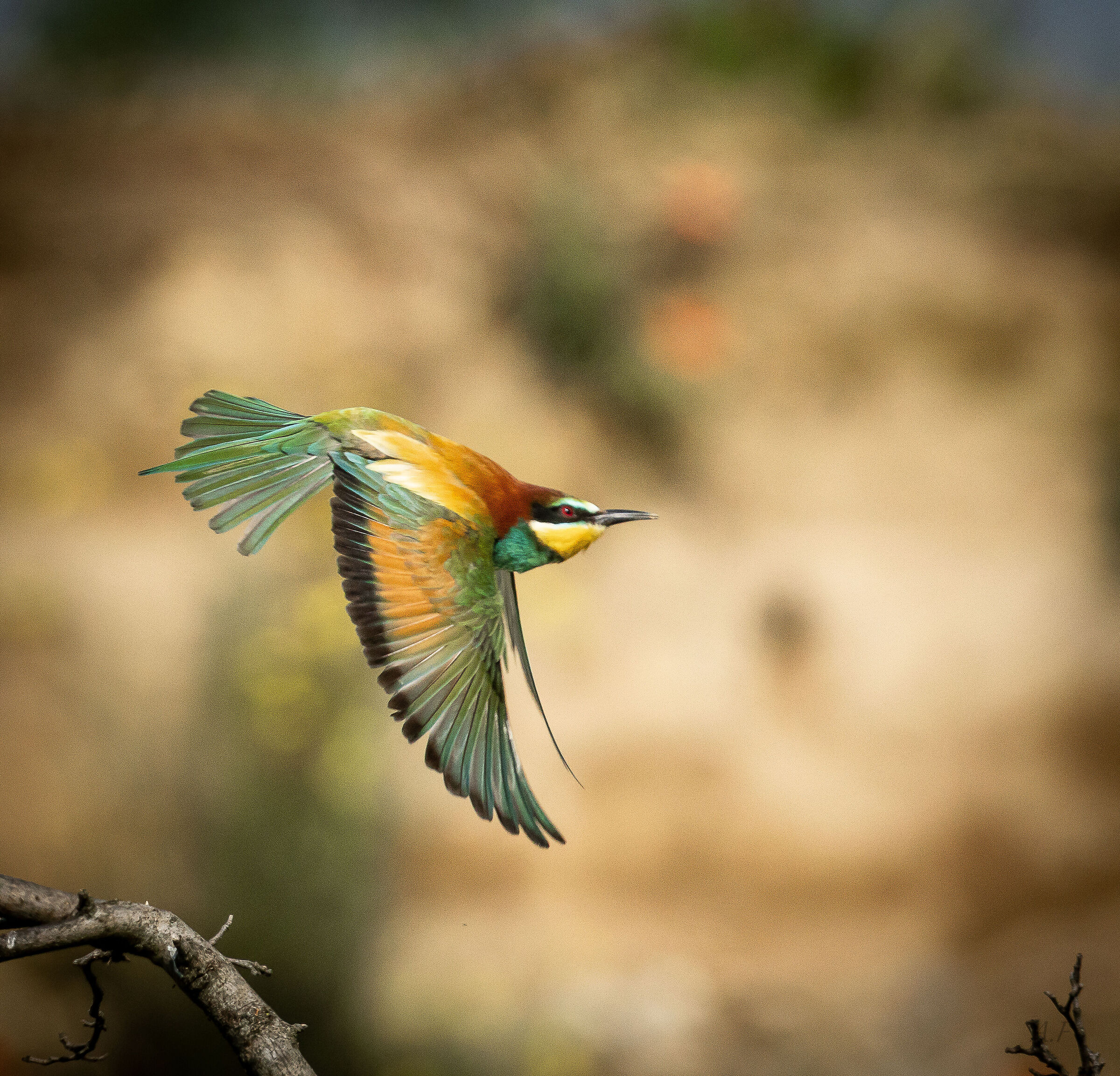 Bee-eater