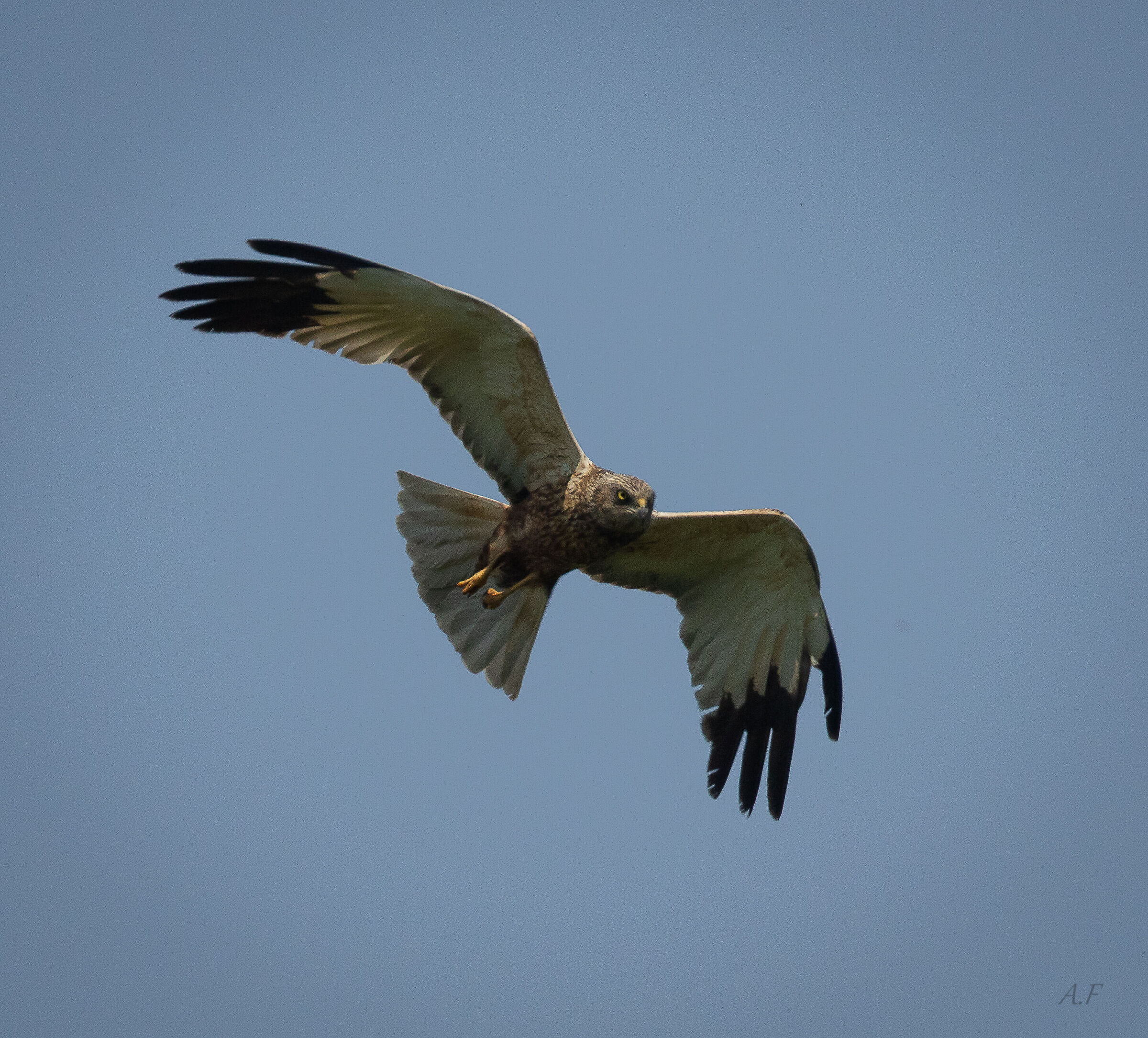 Male marsh harrier