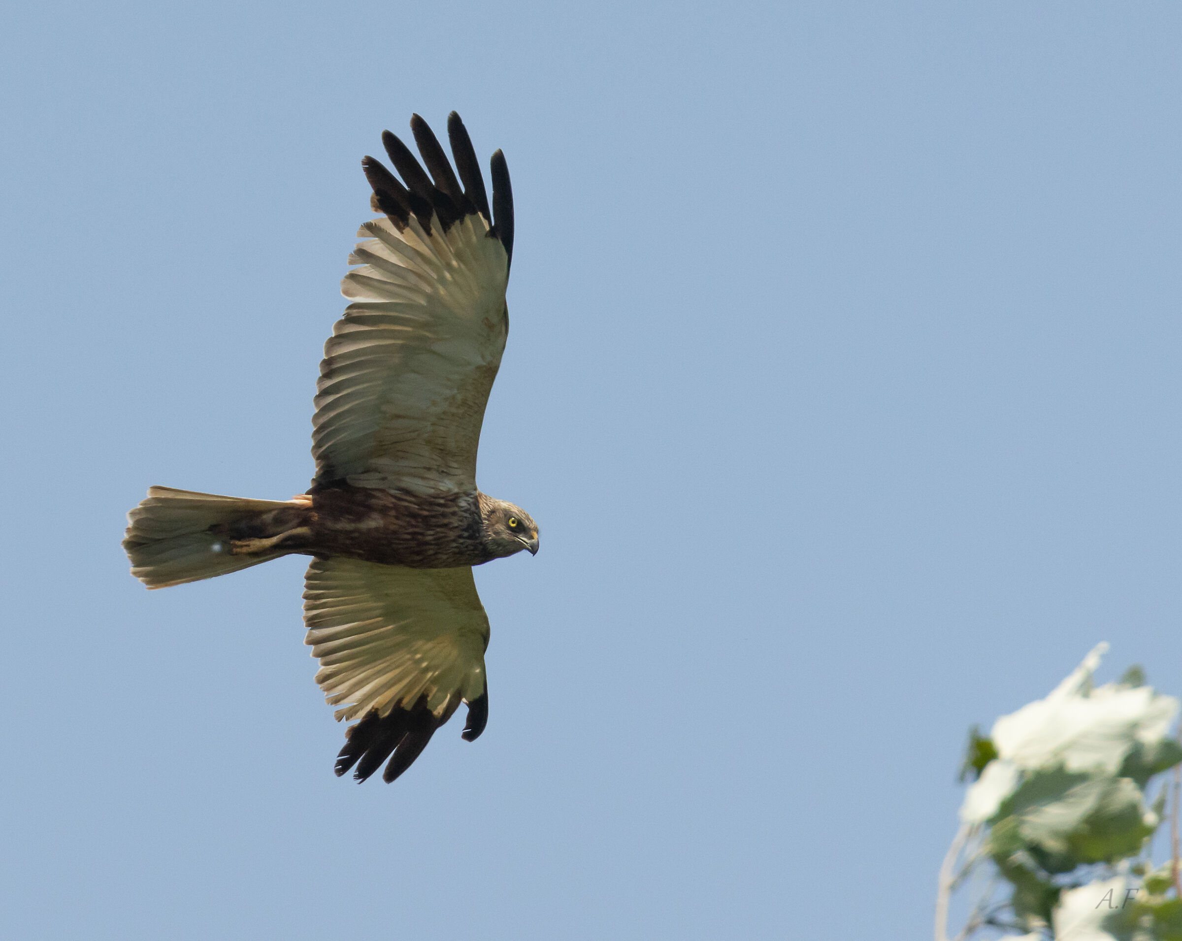 Male marsh harrier