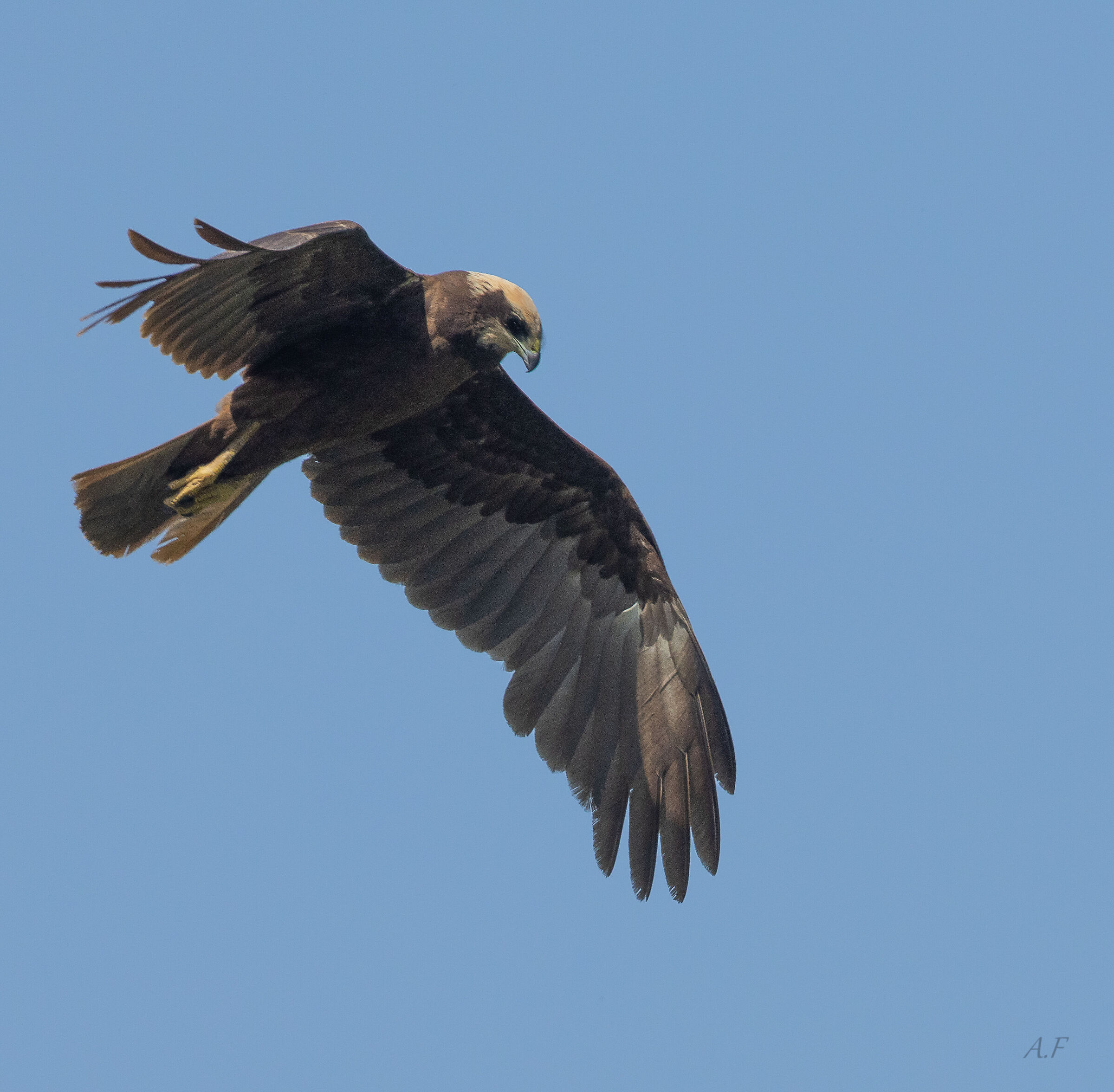 Female marsh harrier