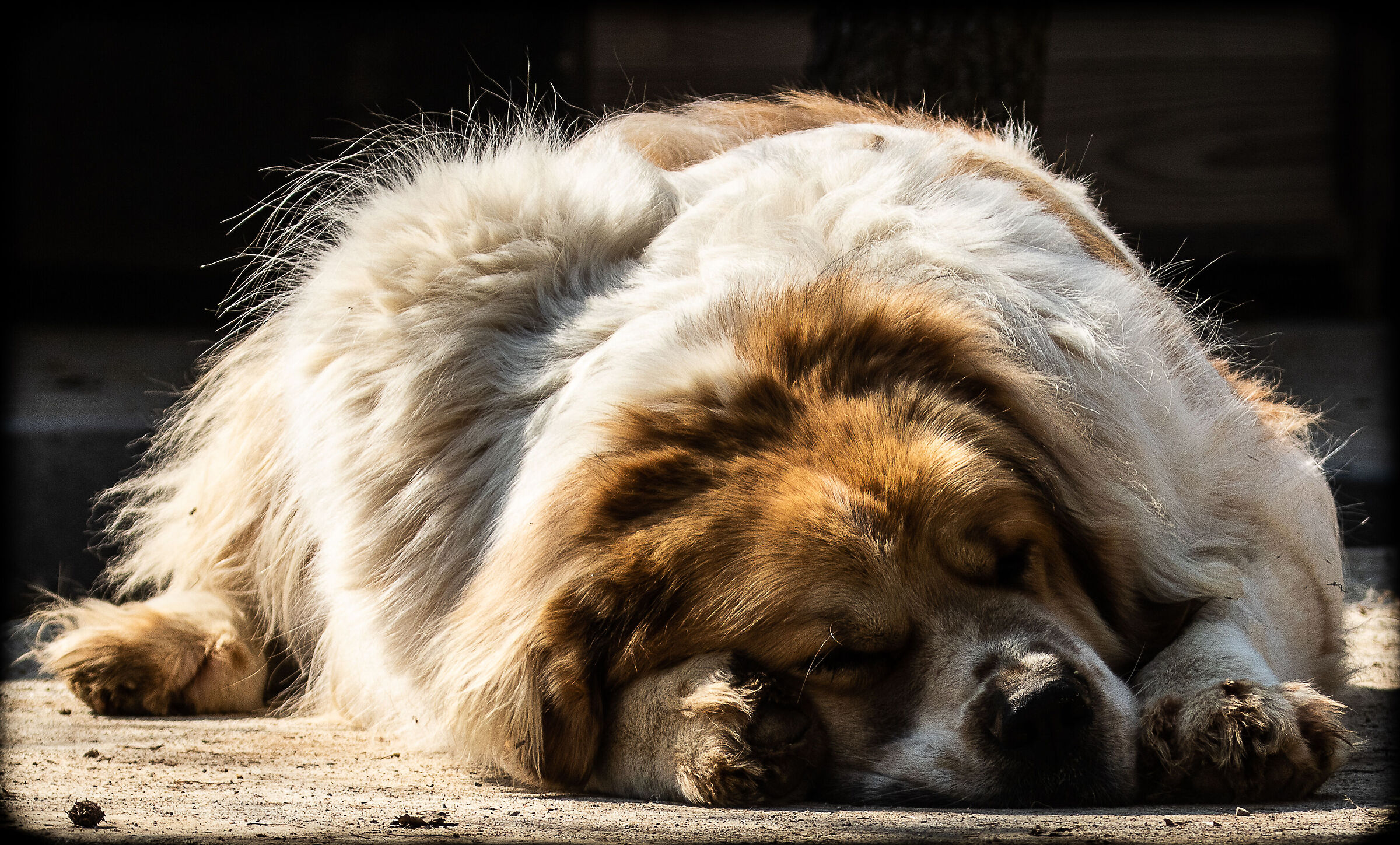 Central Asian Shepherd Dog