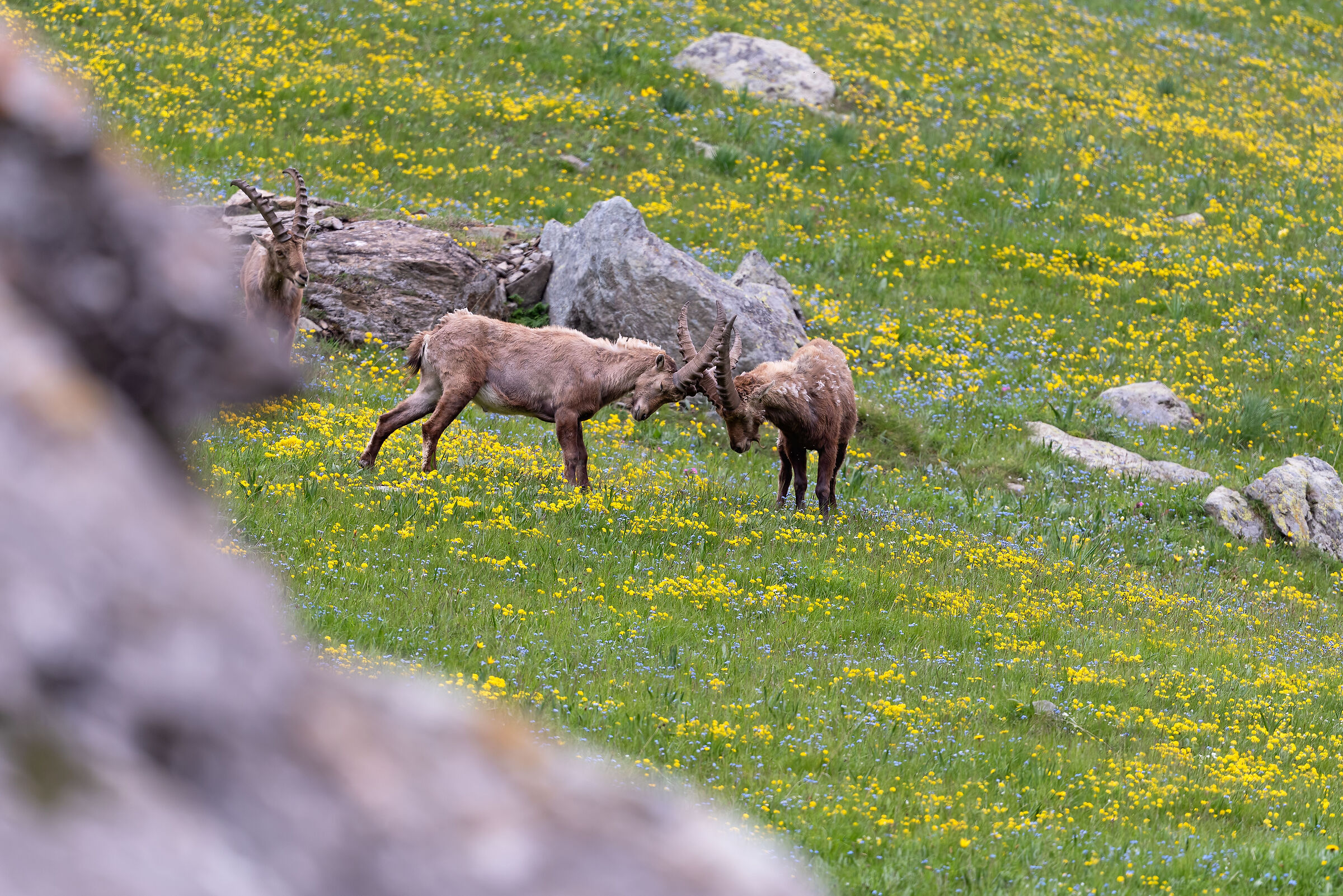 Stambecchi in prova di forza