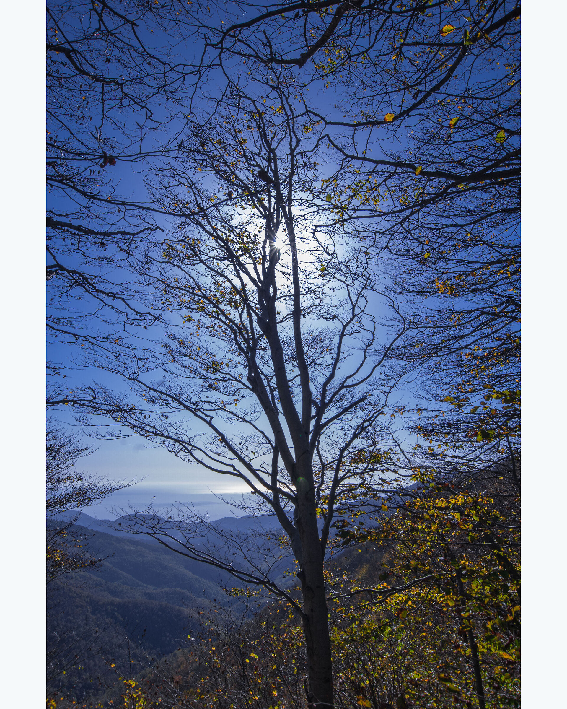Barbottina Forest _ Liguria.jpg