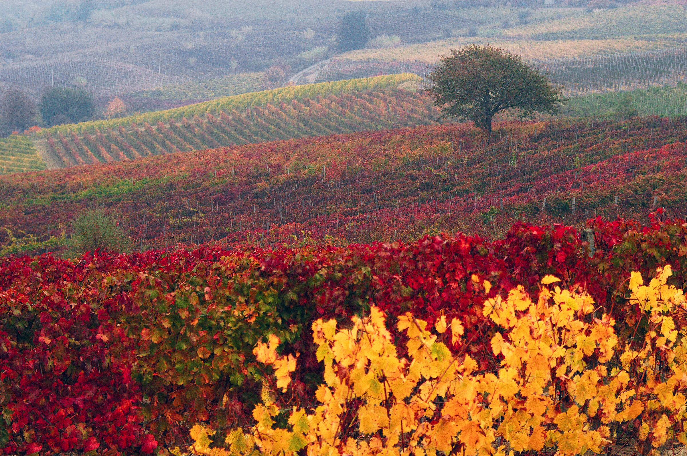 I vigneti delle langhe e i suoi colori autunnali  (1)