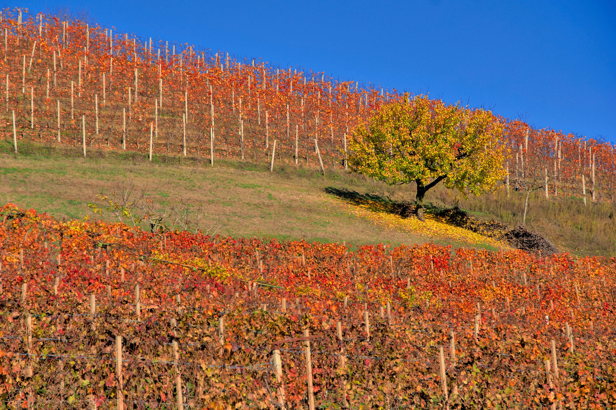 The vineyards of the Langhe and its autumn colors (2)