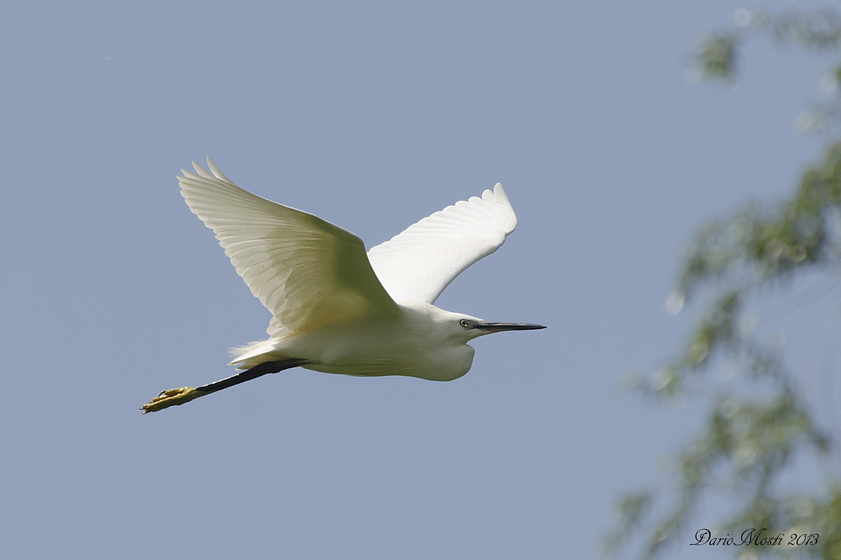 White Egret