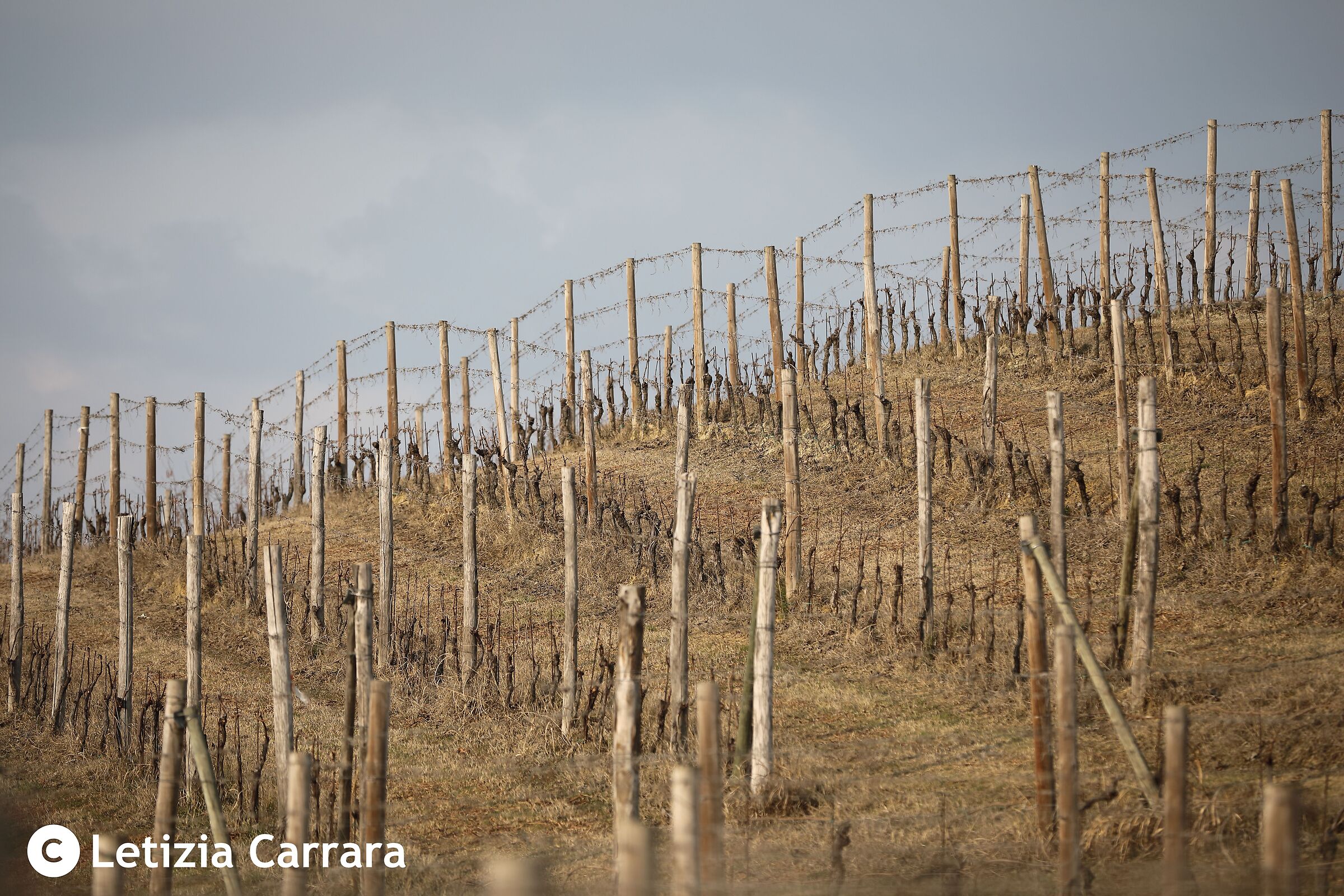 A tour of the vineyards