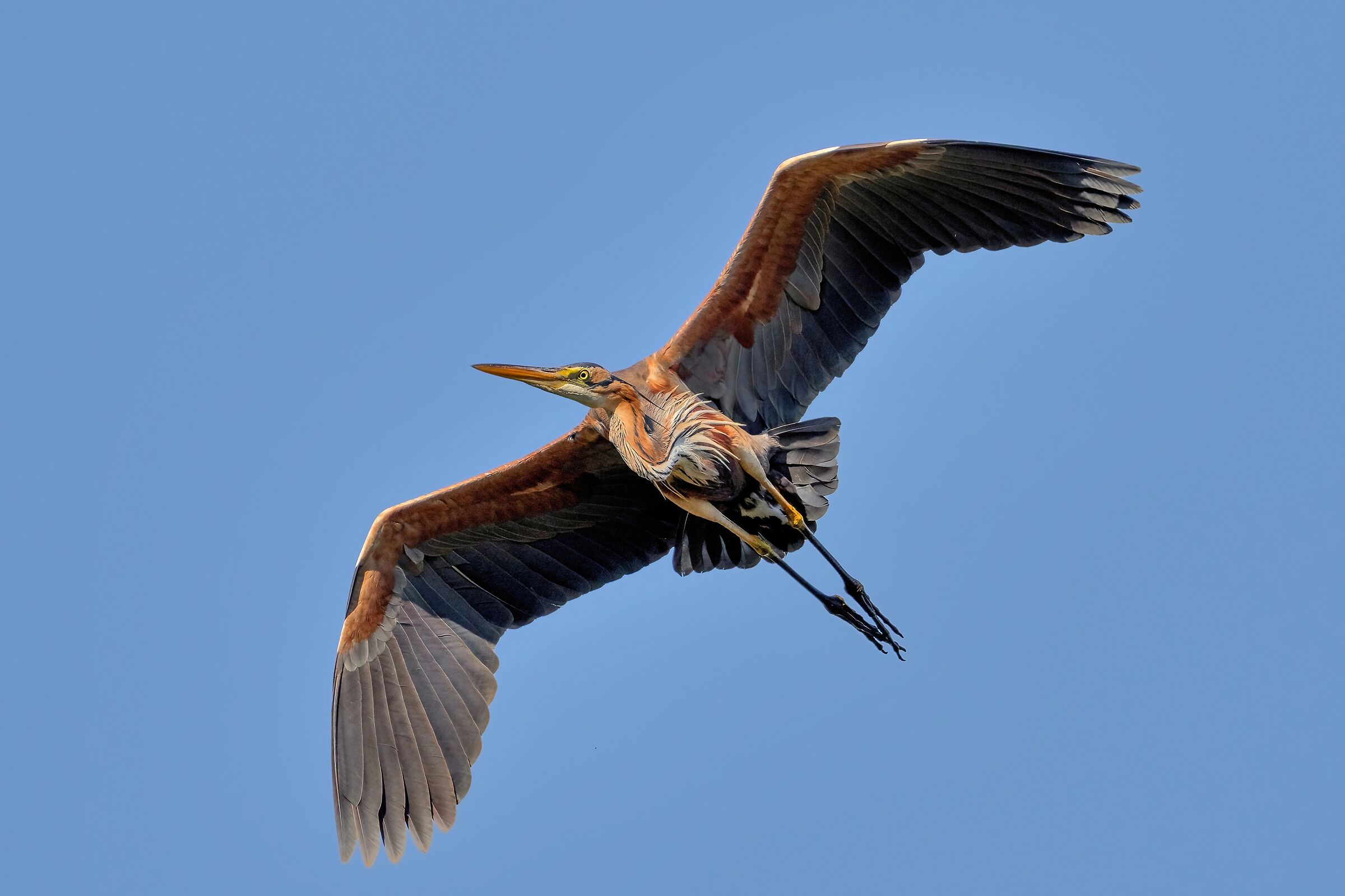 Purple Heron (Ardea purpurea)