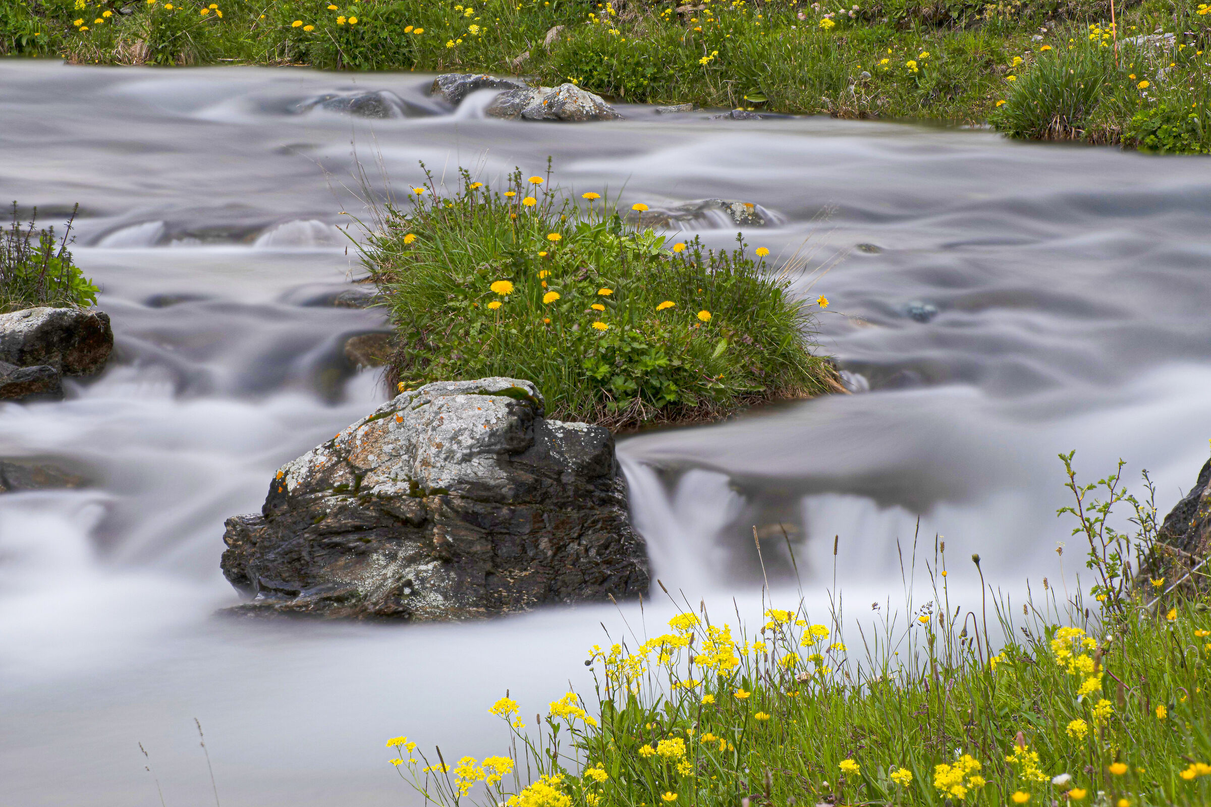 L'isoletta del Tarassaco...