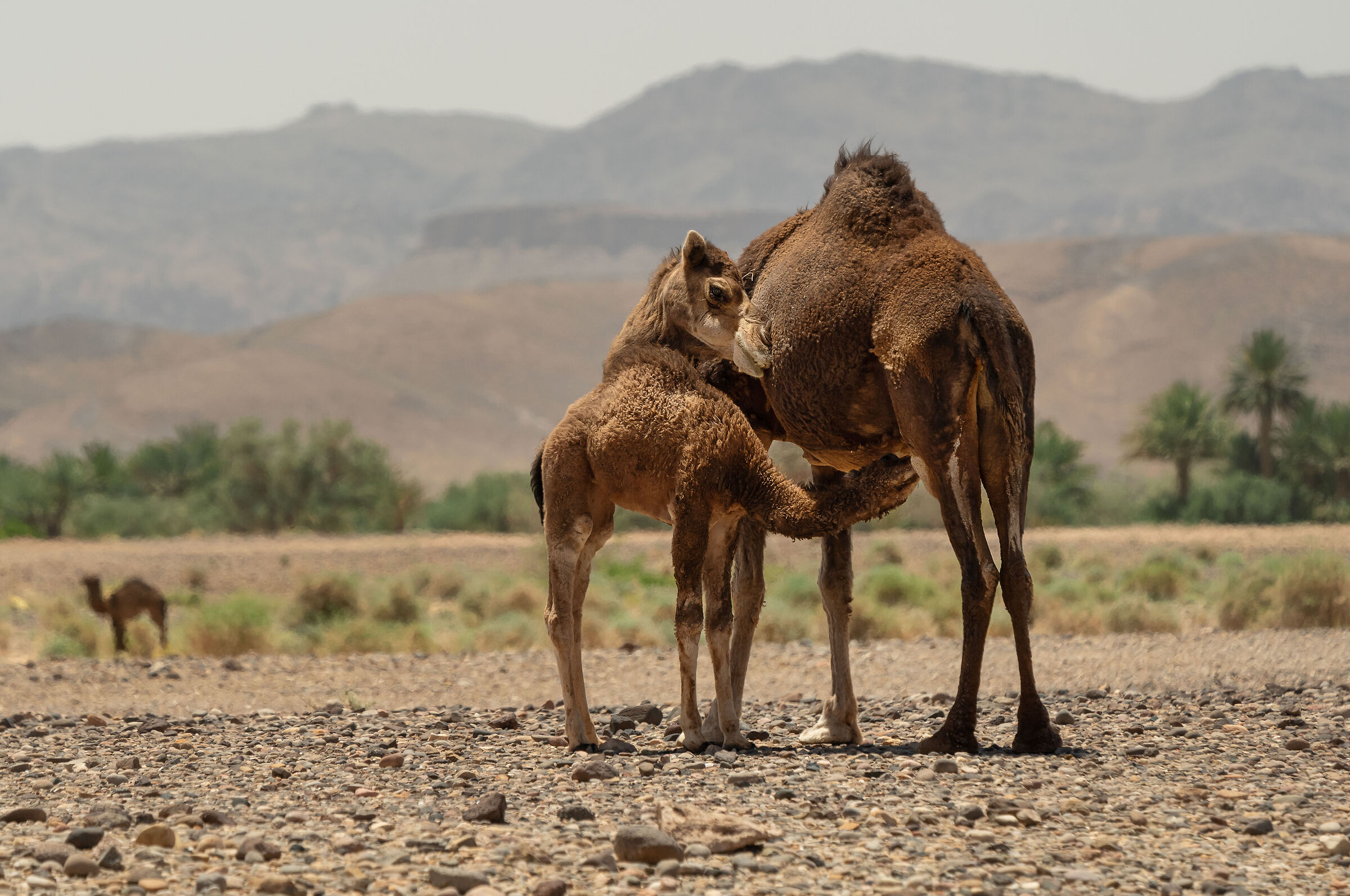Dromedaries