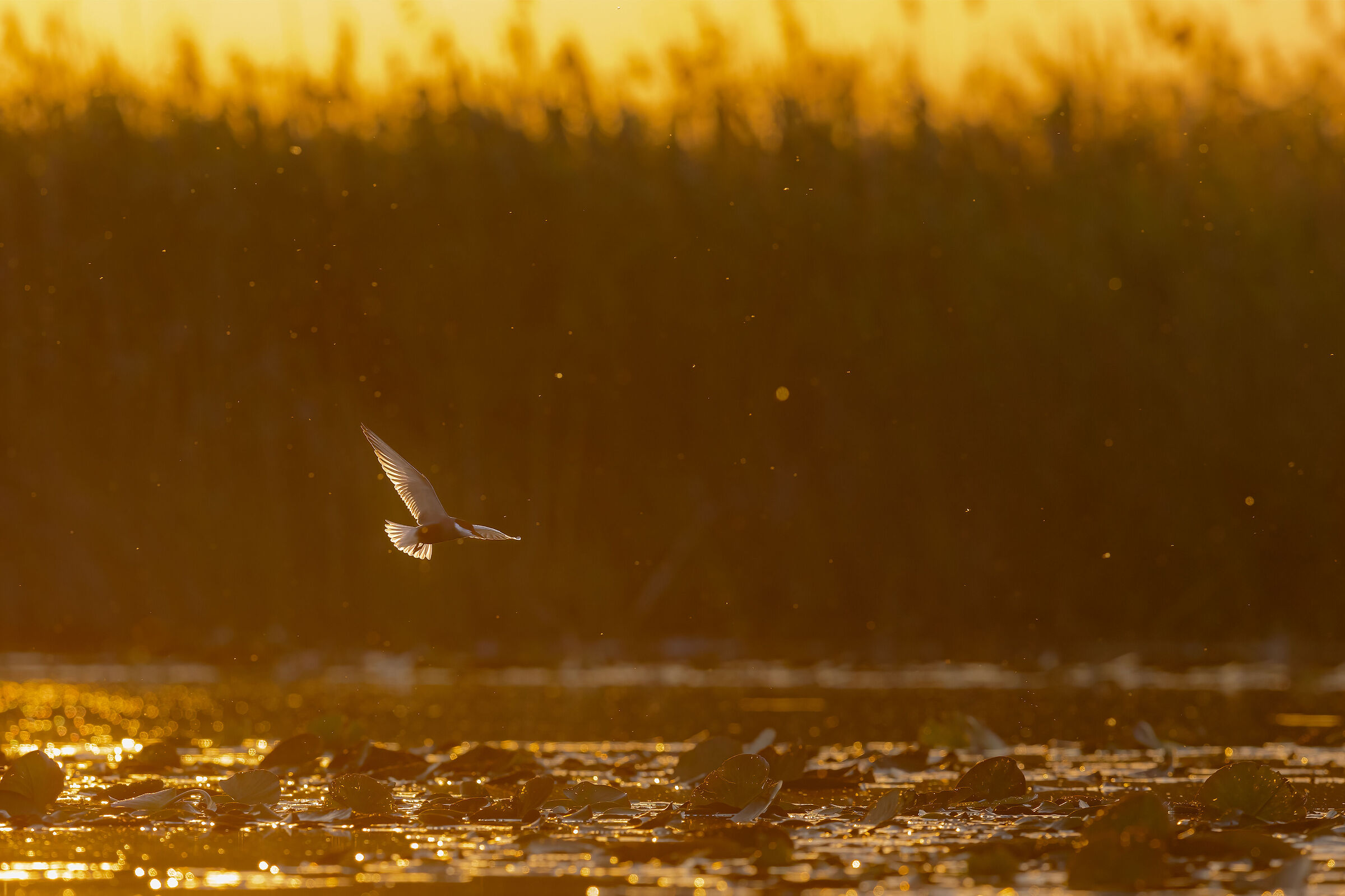 Sunset tern