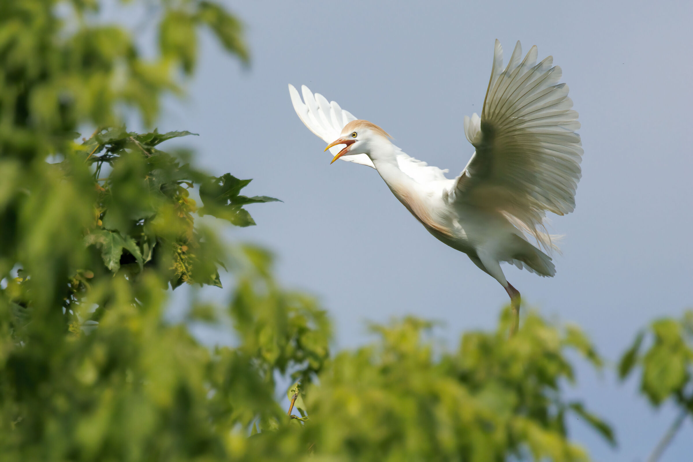 Cattle egret