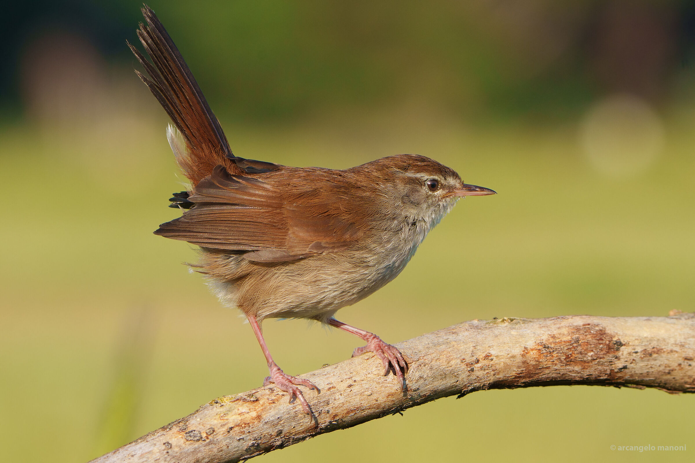 Here's who stole the wren's tail