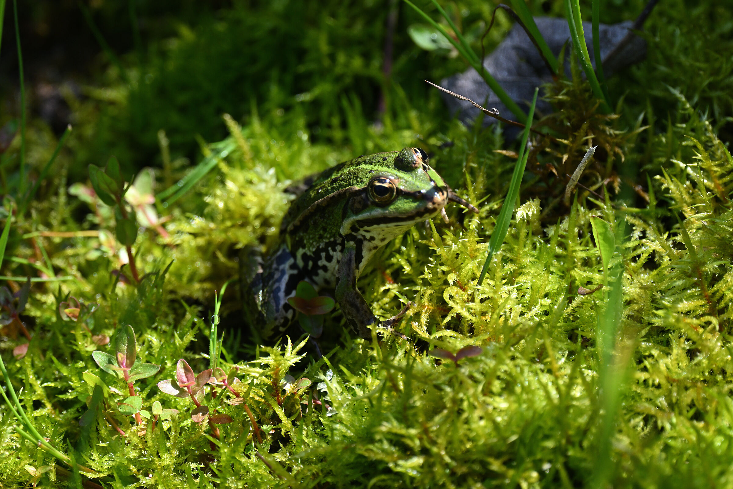 Water frog