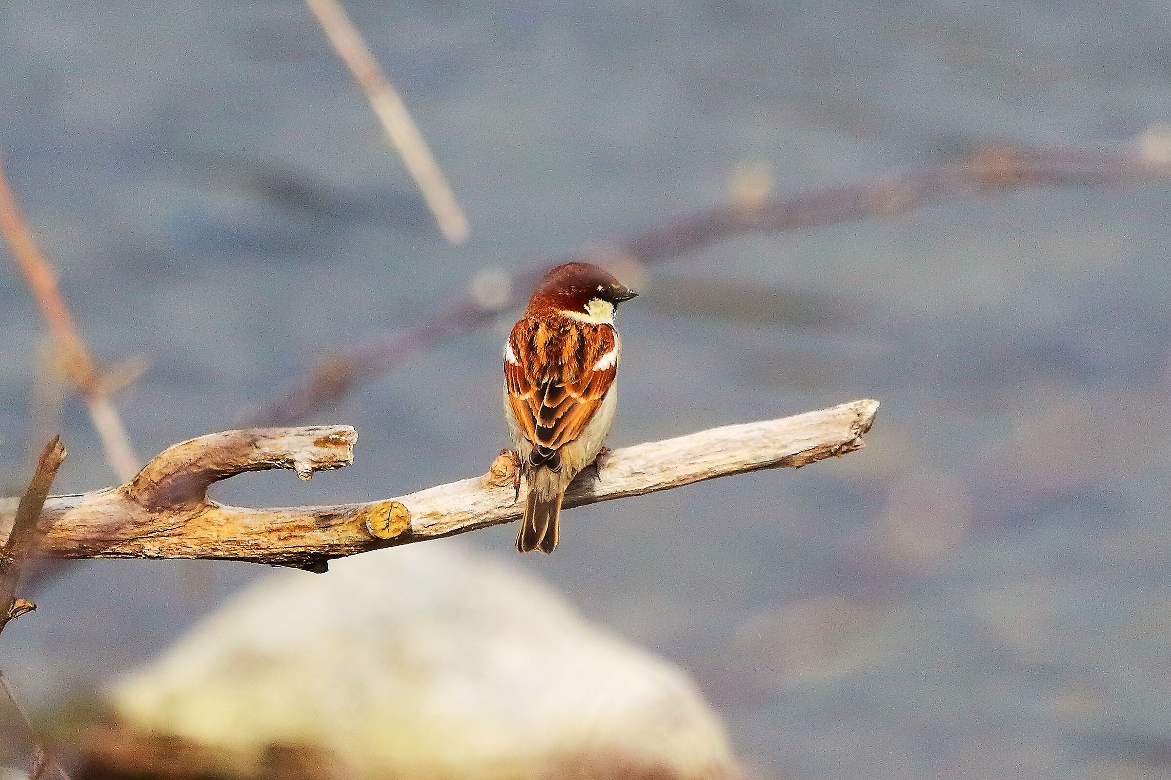 Passero 28 febbraio 2023
