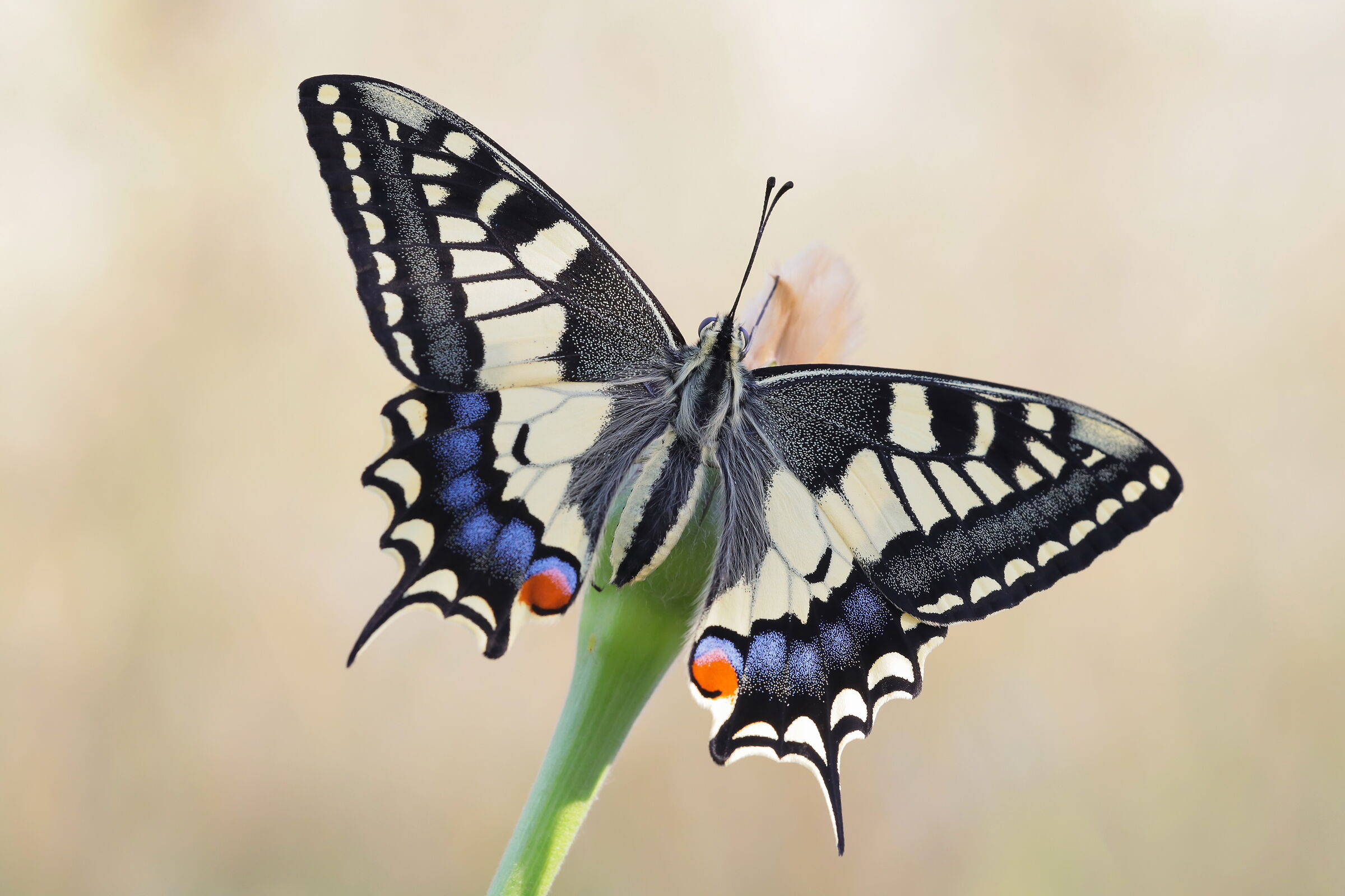 Papilio machaon