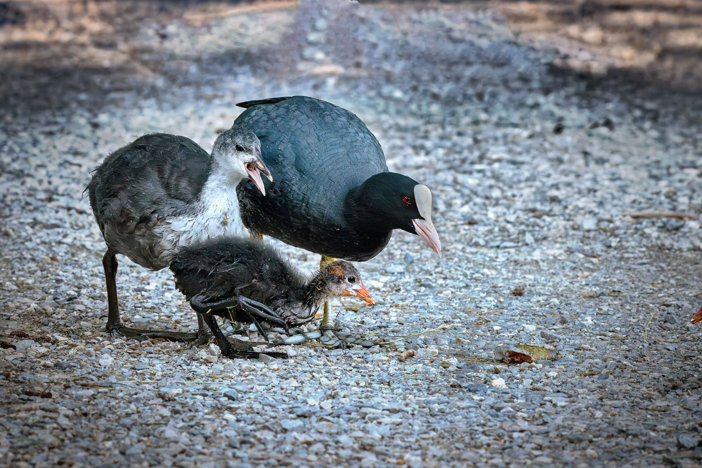 one uglier than the other "Folaghe"