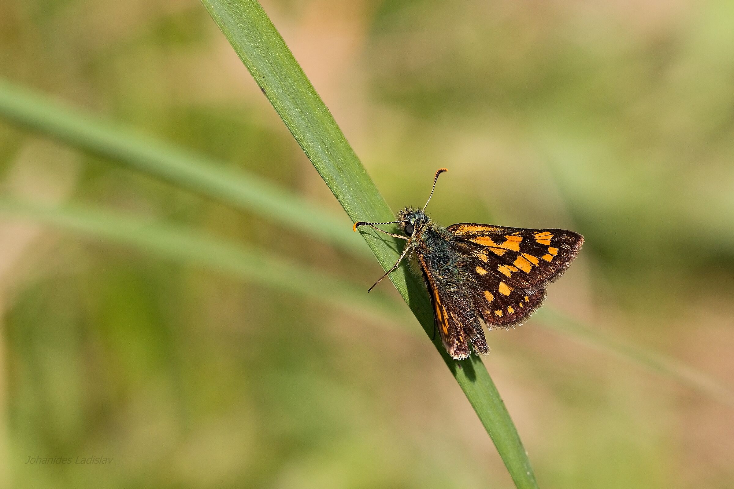 Carterocephalus palaemon