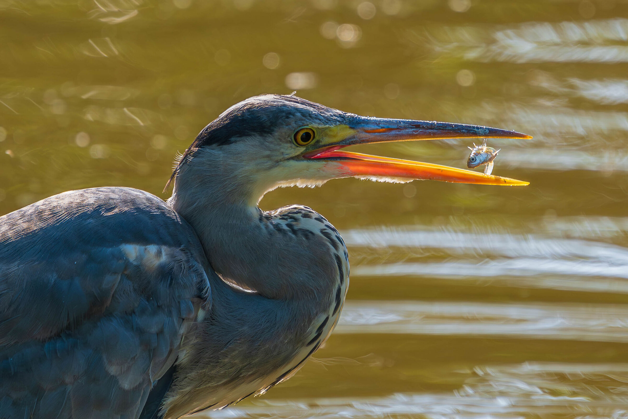 Heron with prey