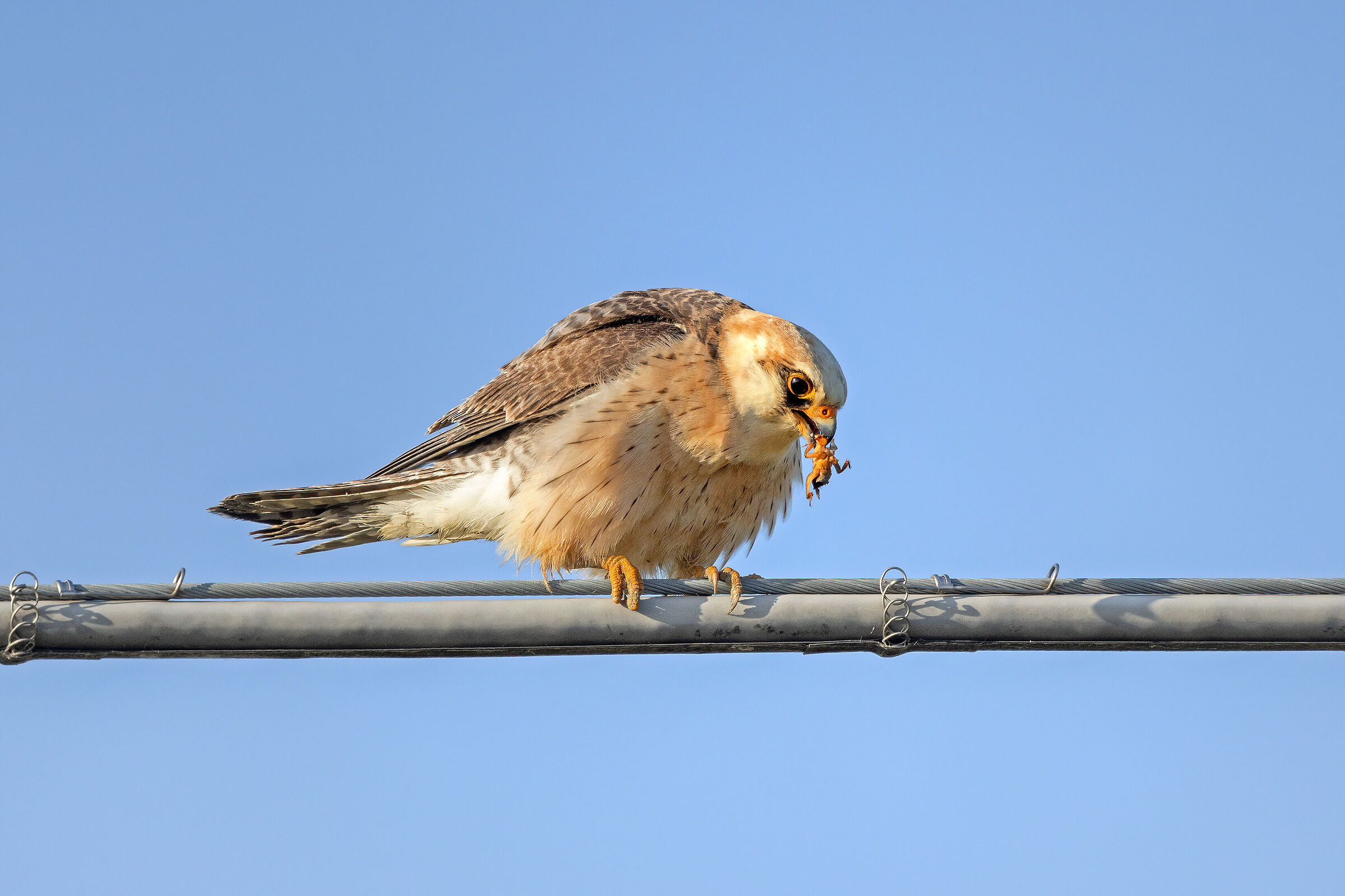 Falco cucolo femmina