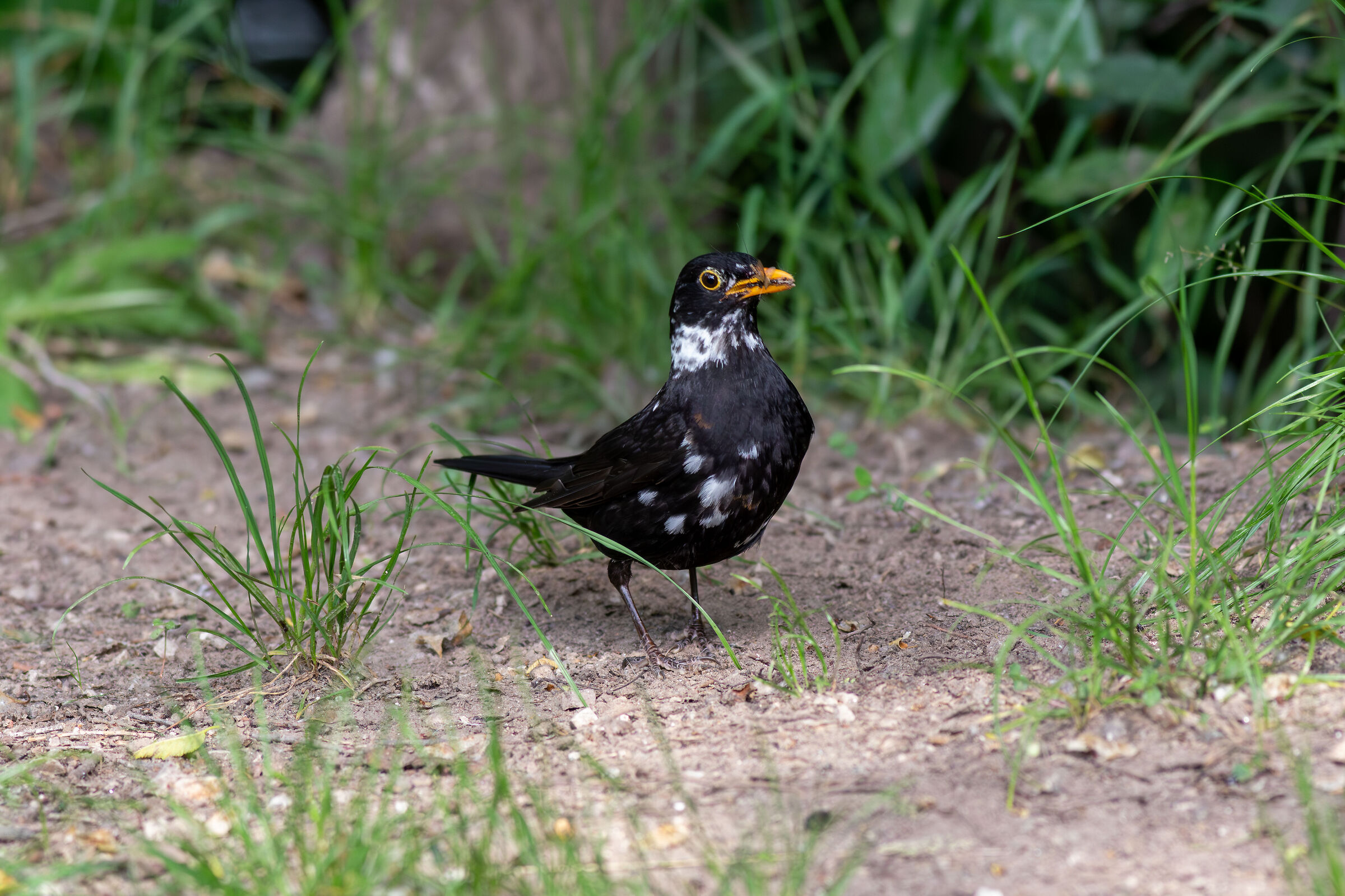 Merlo semi albino al Talvera