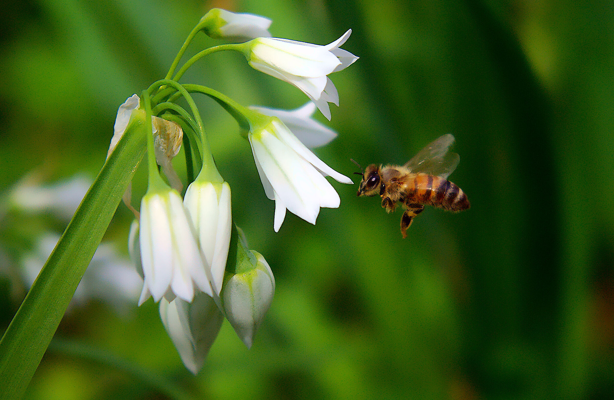 Bee in flight