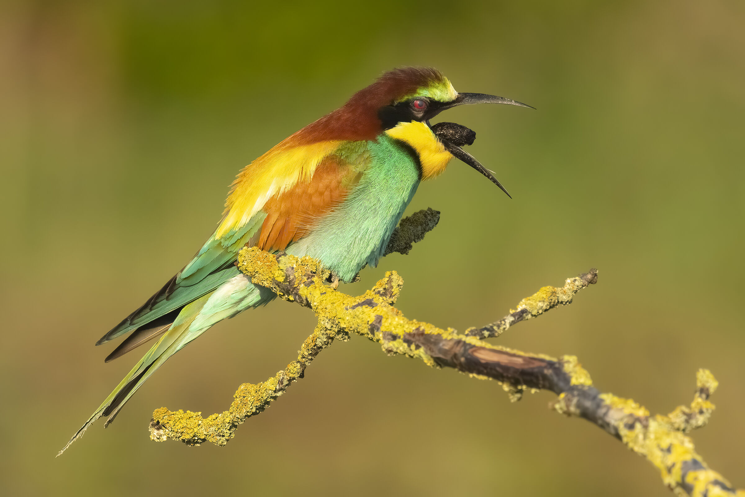 Bee-eater