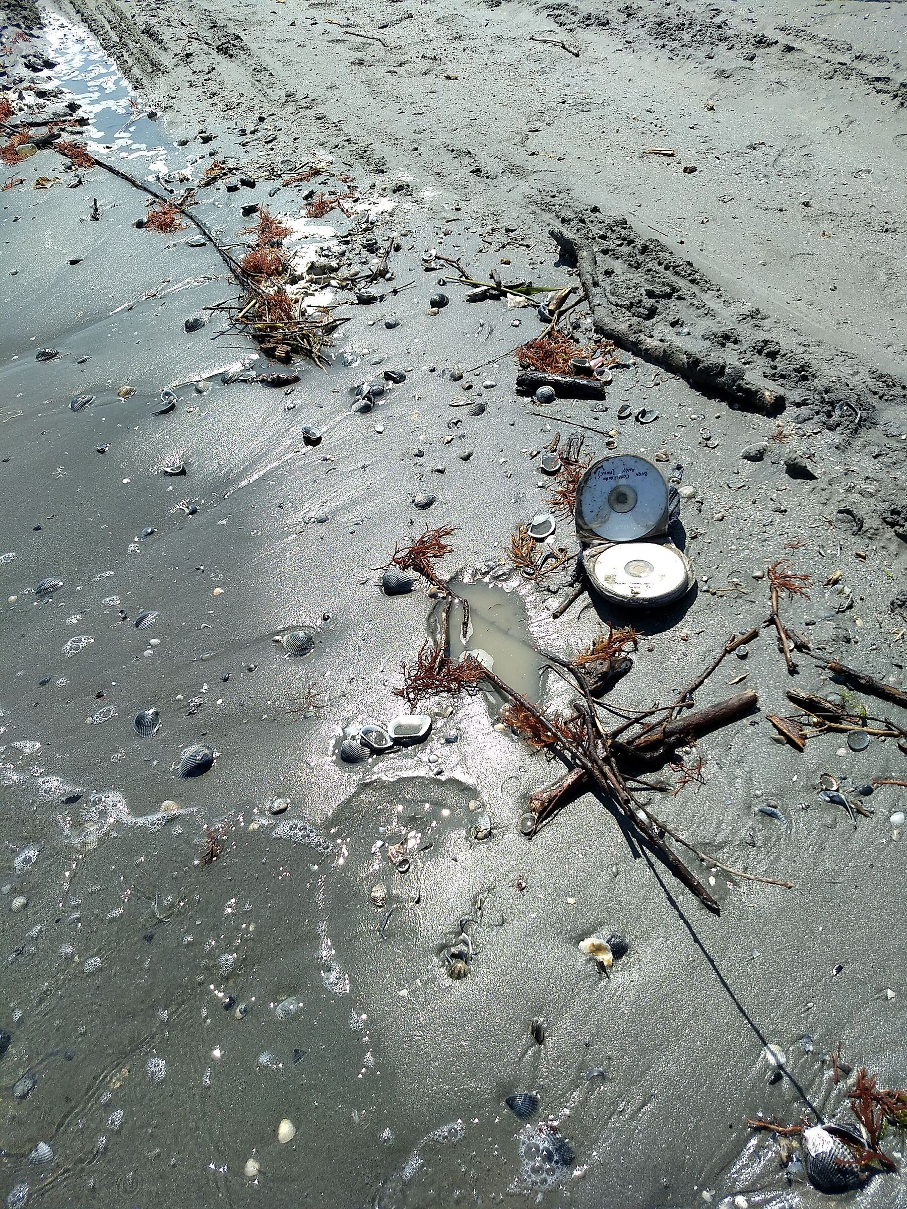 Una conchiglia atipica.