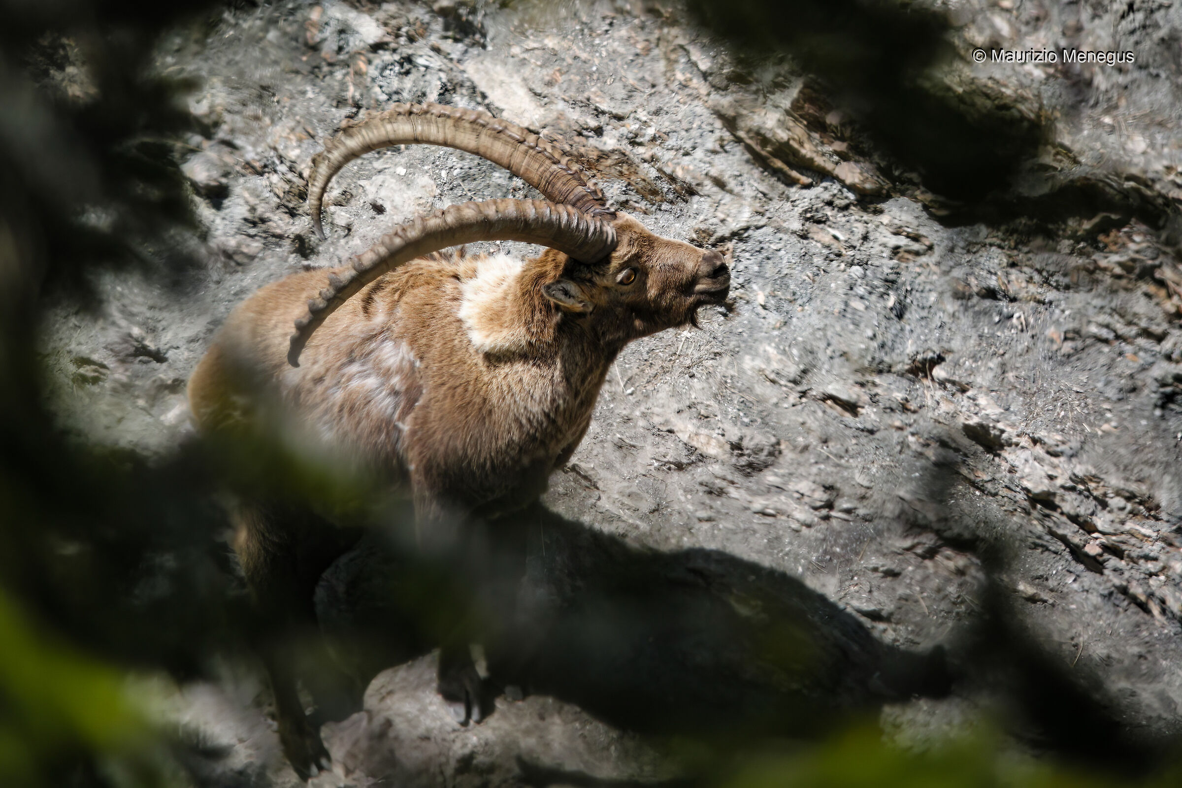 Sua maestà lo stambecco alpino