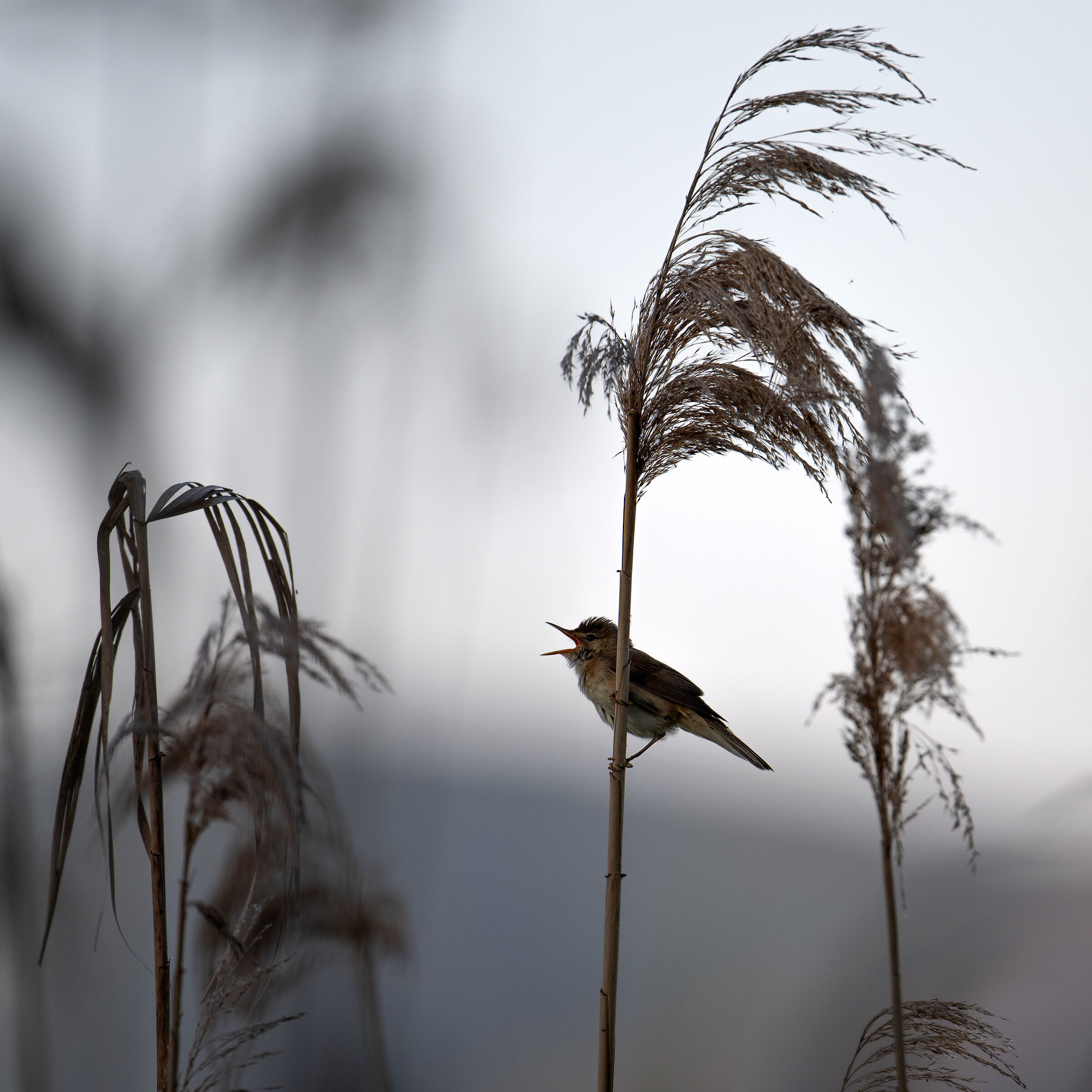 Cannareccione of Trasimeno