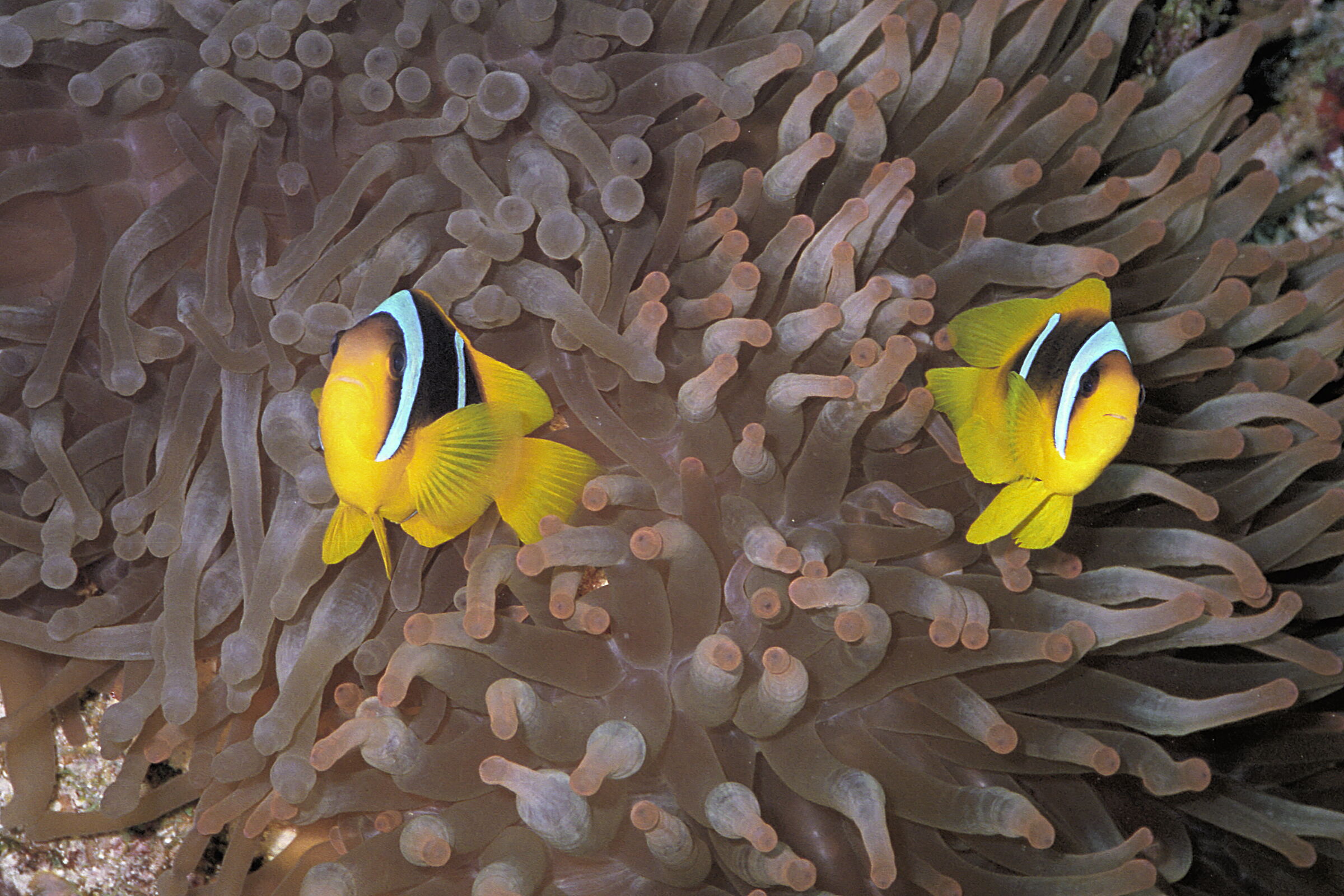 Red Sea
