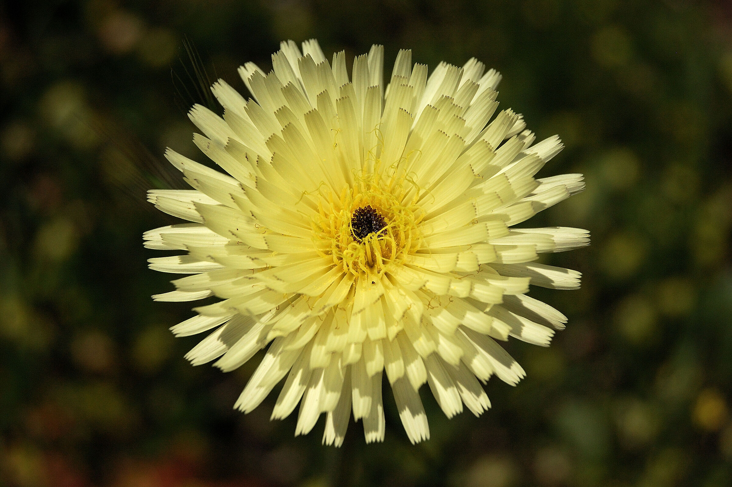 Fiore di campo