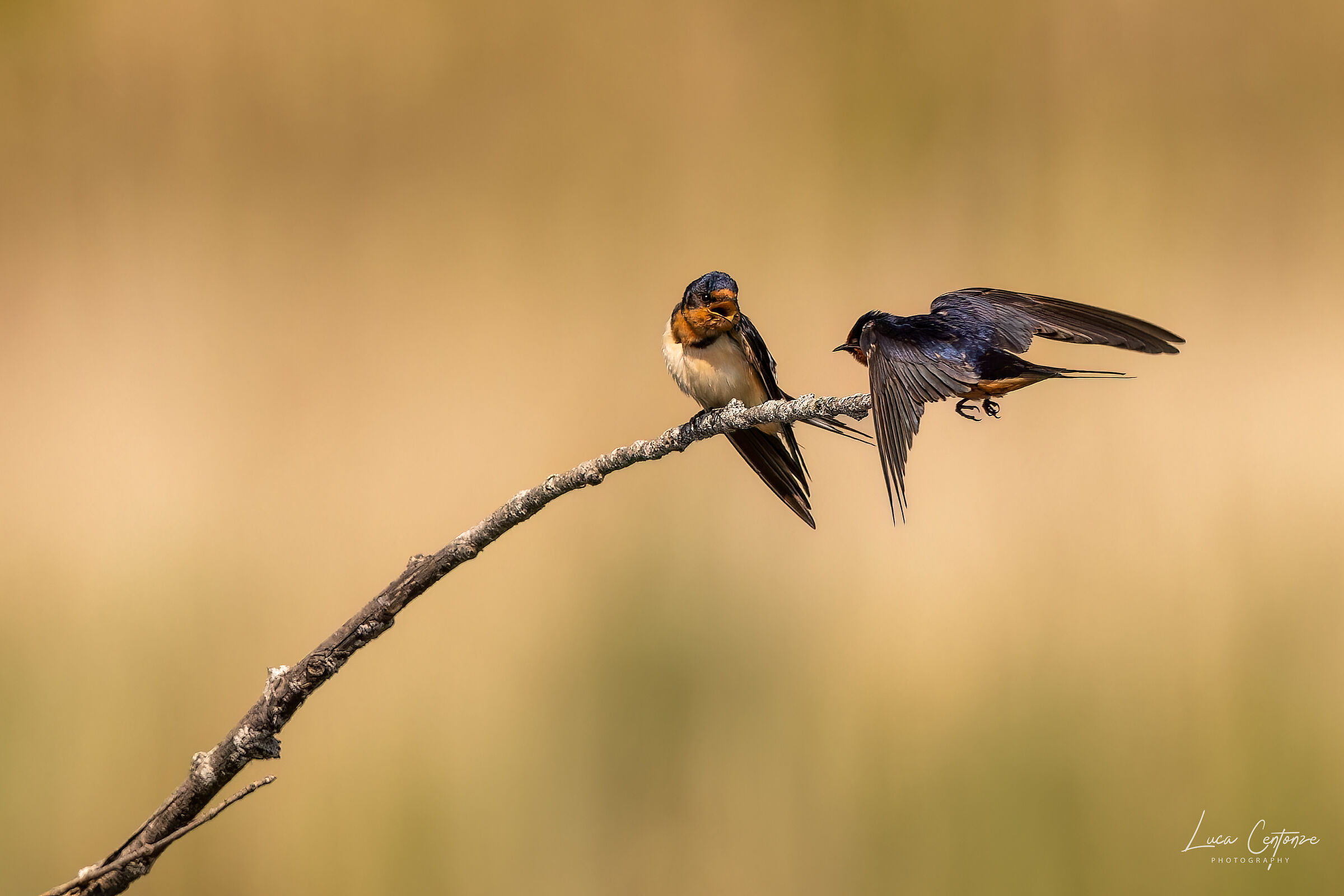 Barn Swallow (Hirundo Rustica)
