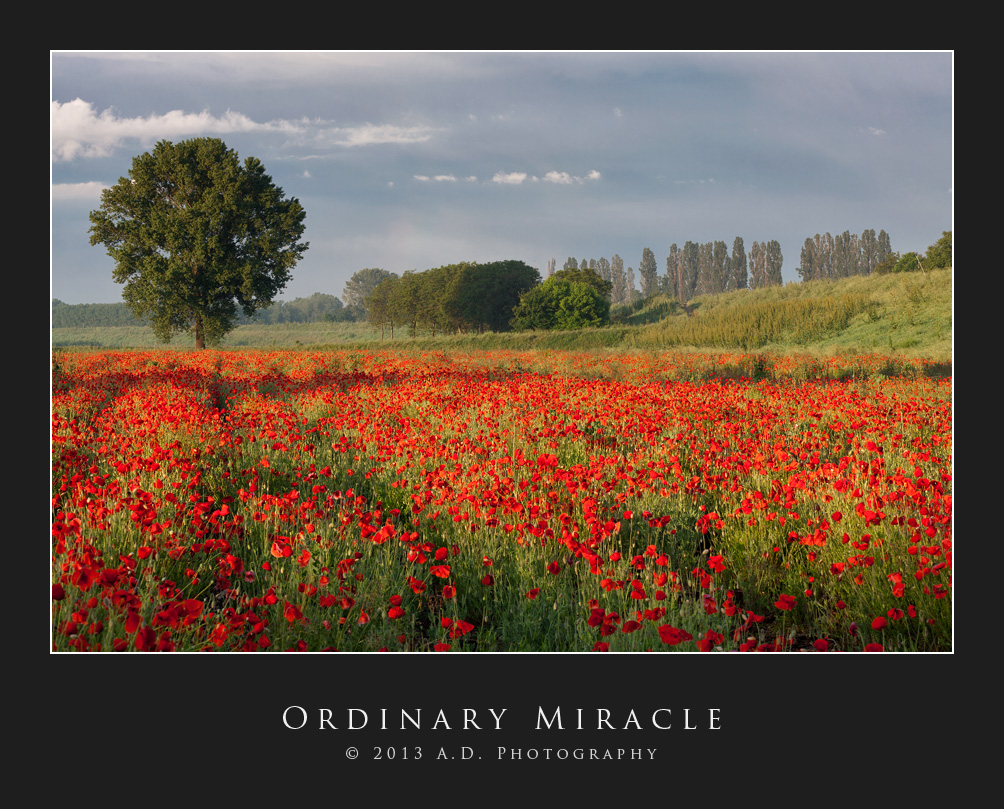 Ordinary Miracle