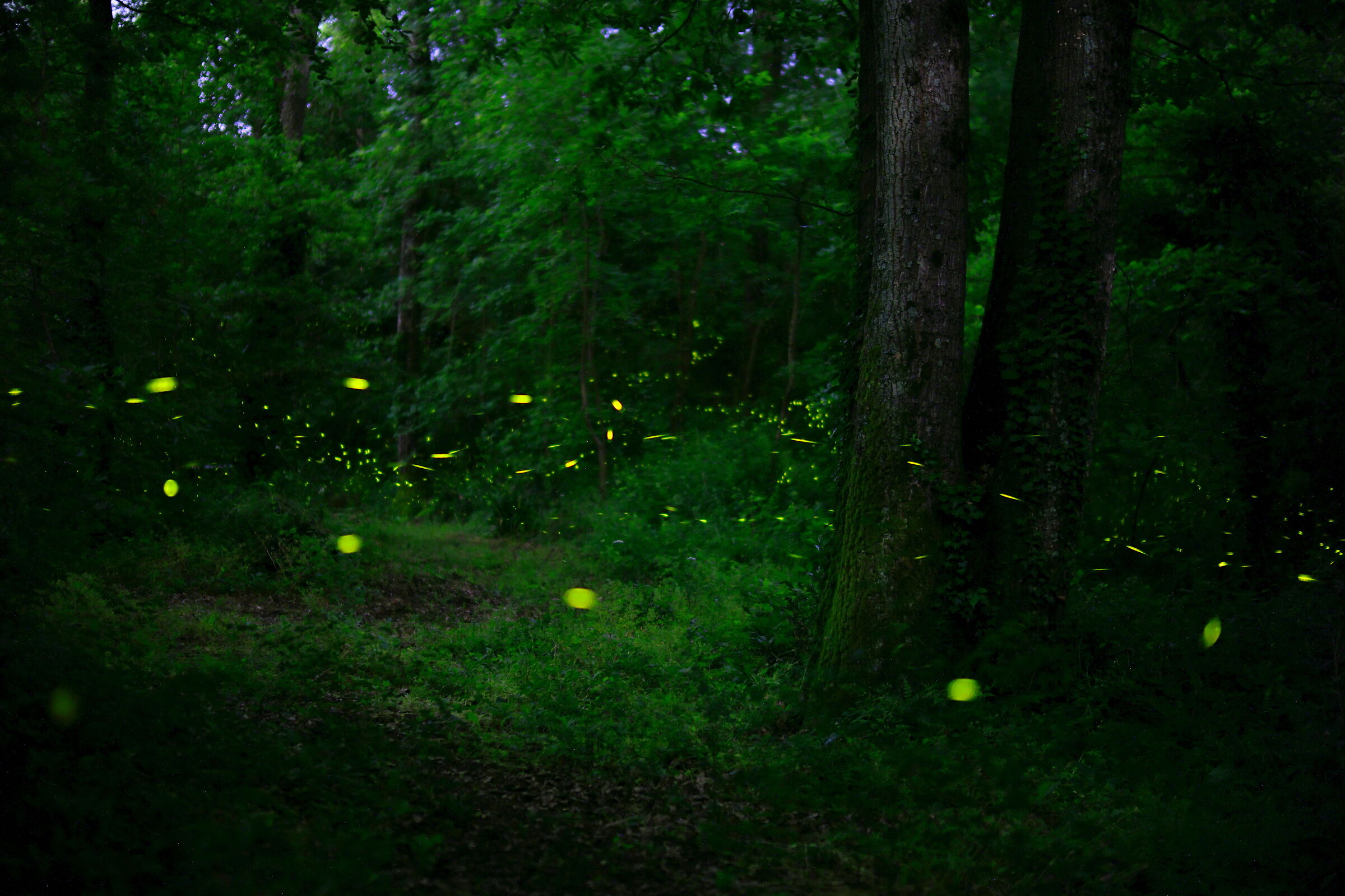 All'interno del bosco
