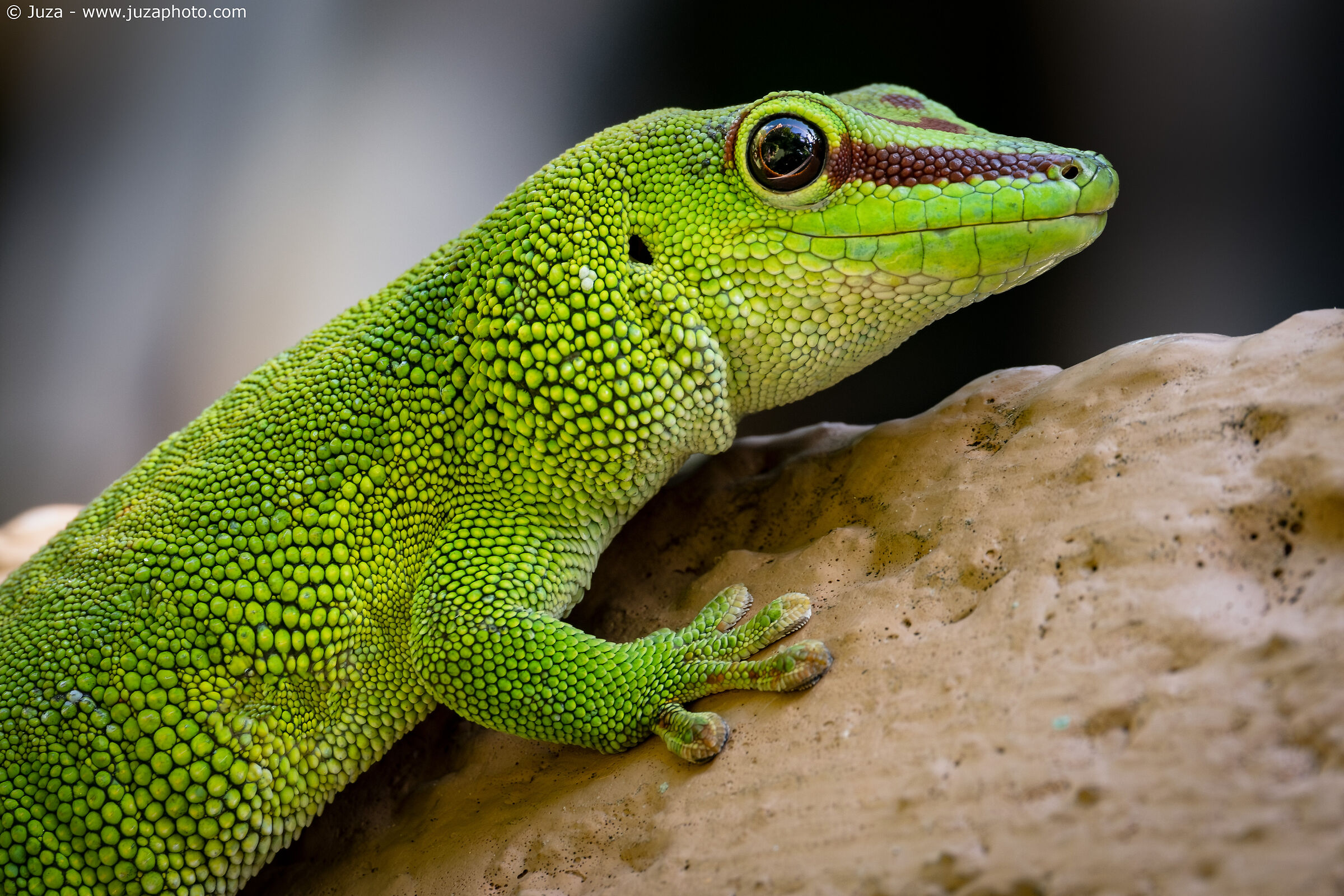 Phelsuma grandis, ritratto