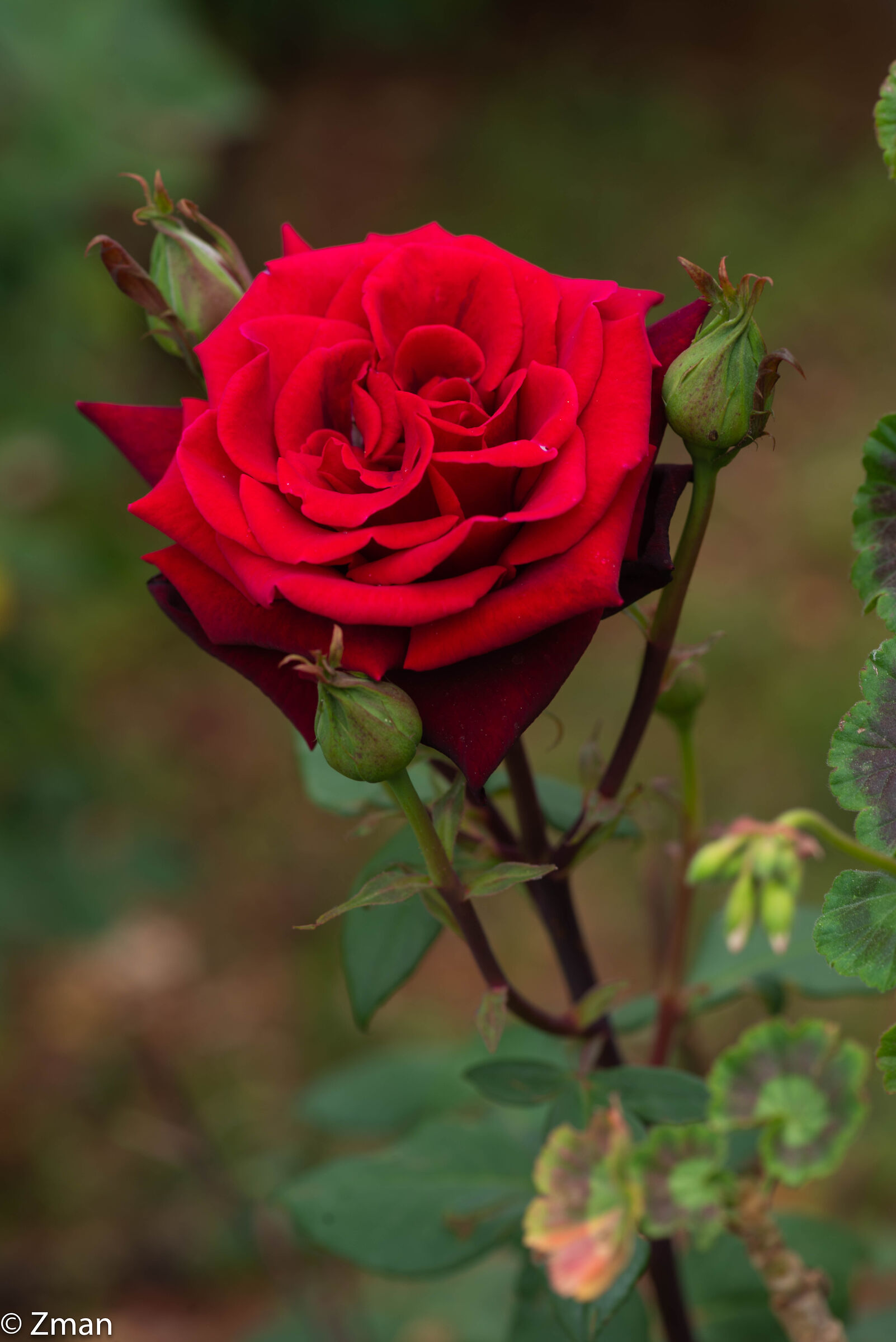 Rosa rossa rossa