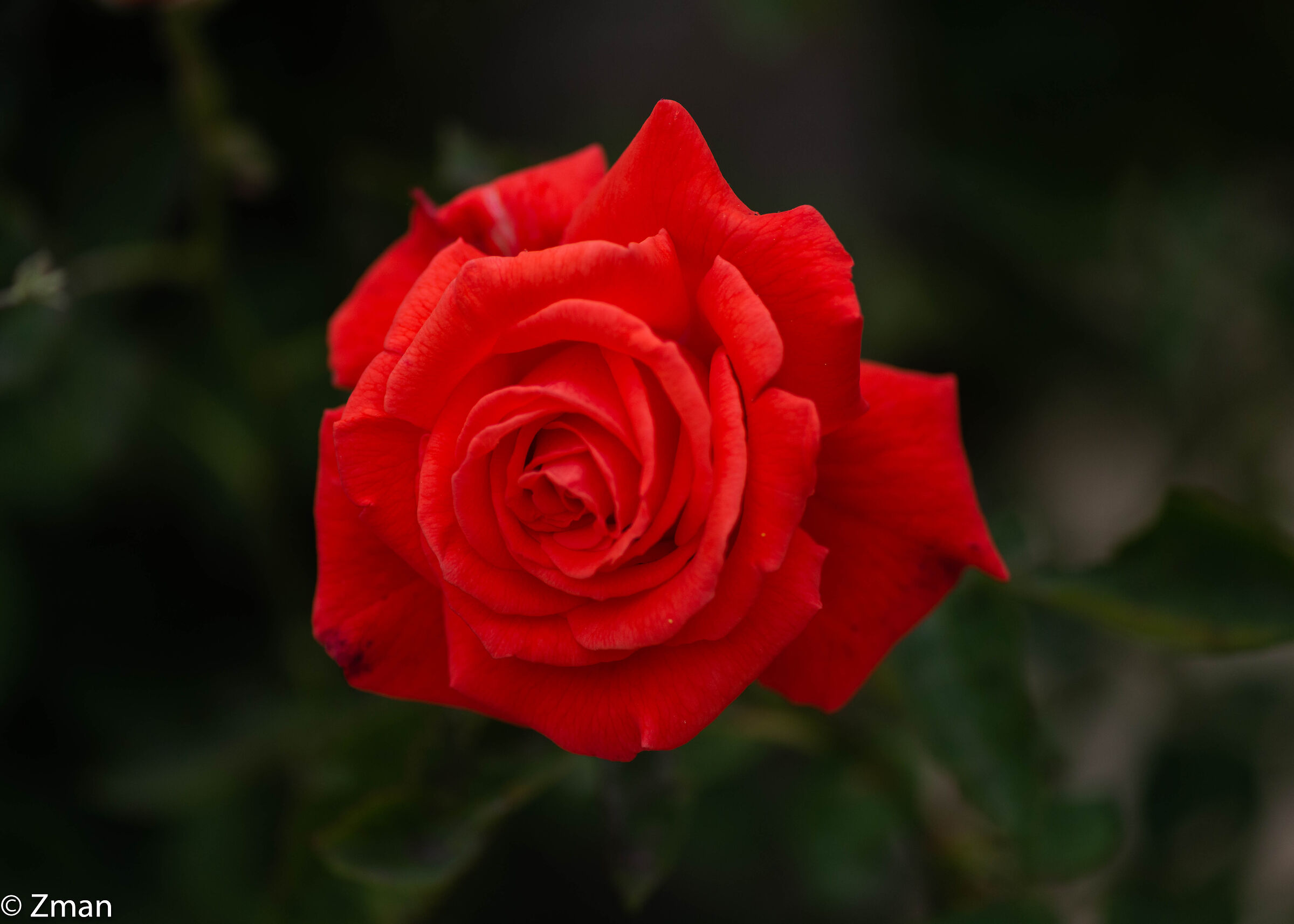 Rosa rossa rossa