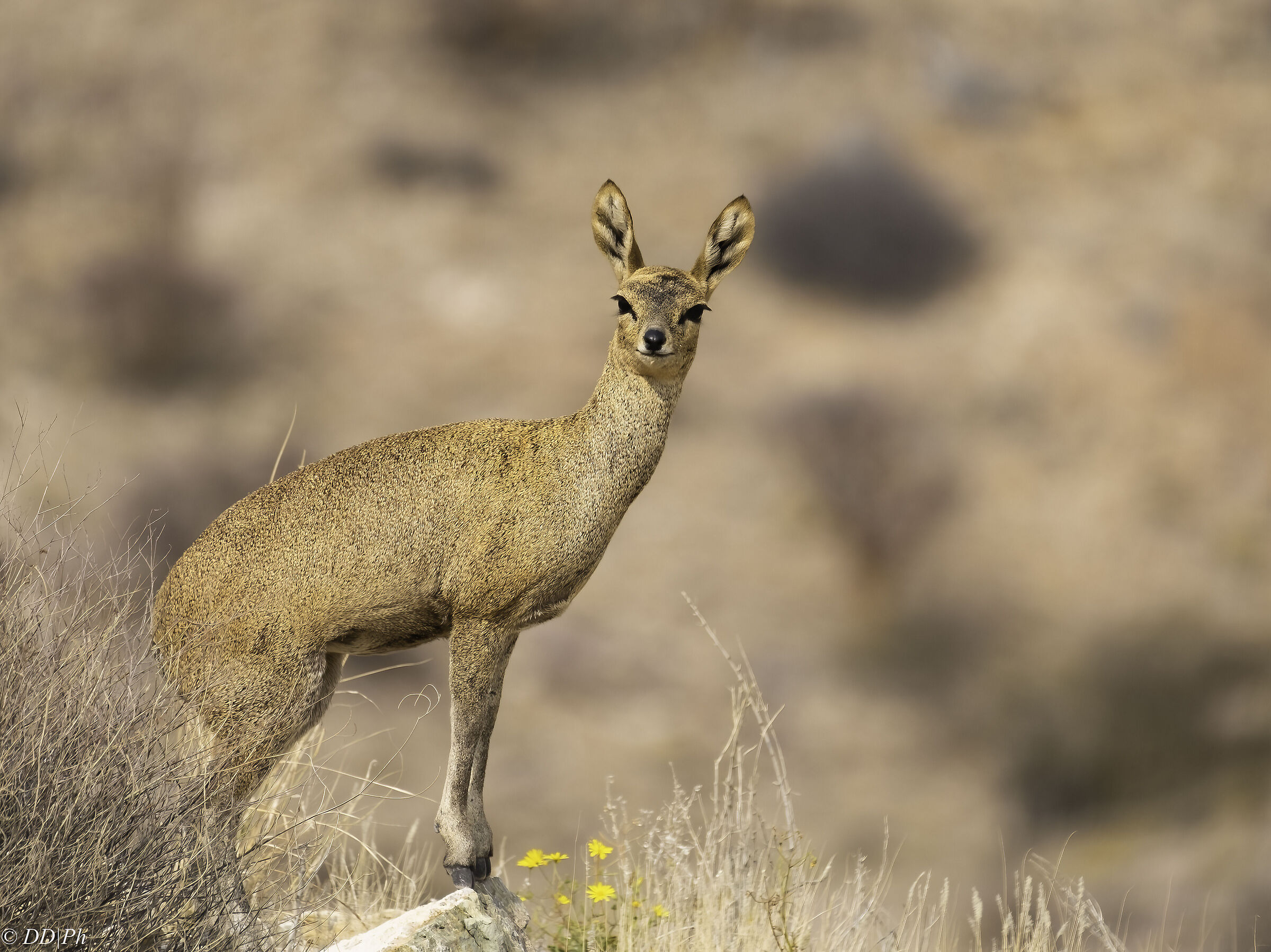 Dik Dik