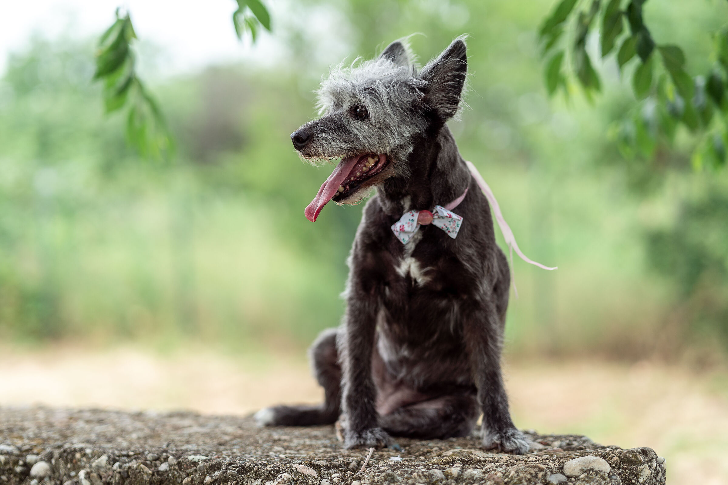 Minnie post-shearing